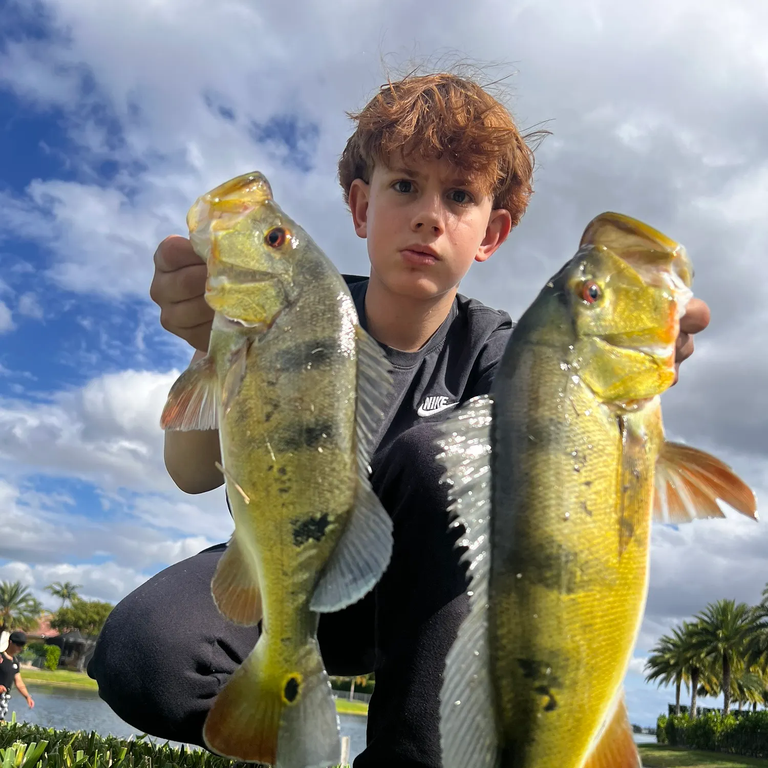 The most recent Butterfly peacock bass catches on Fishbrain