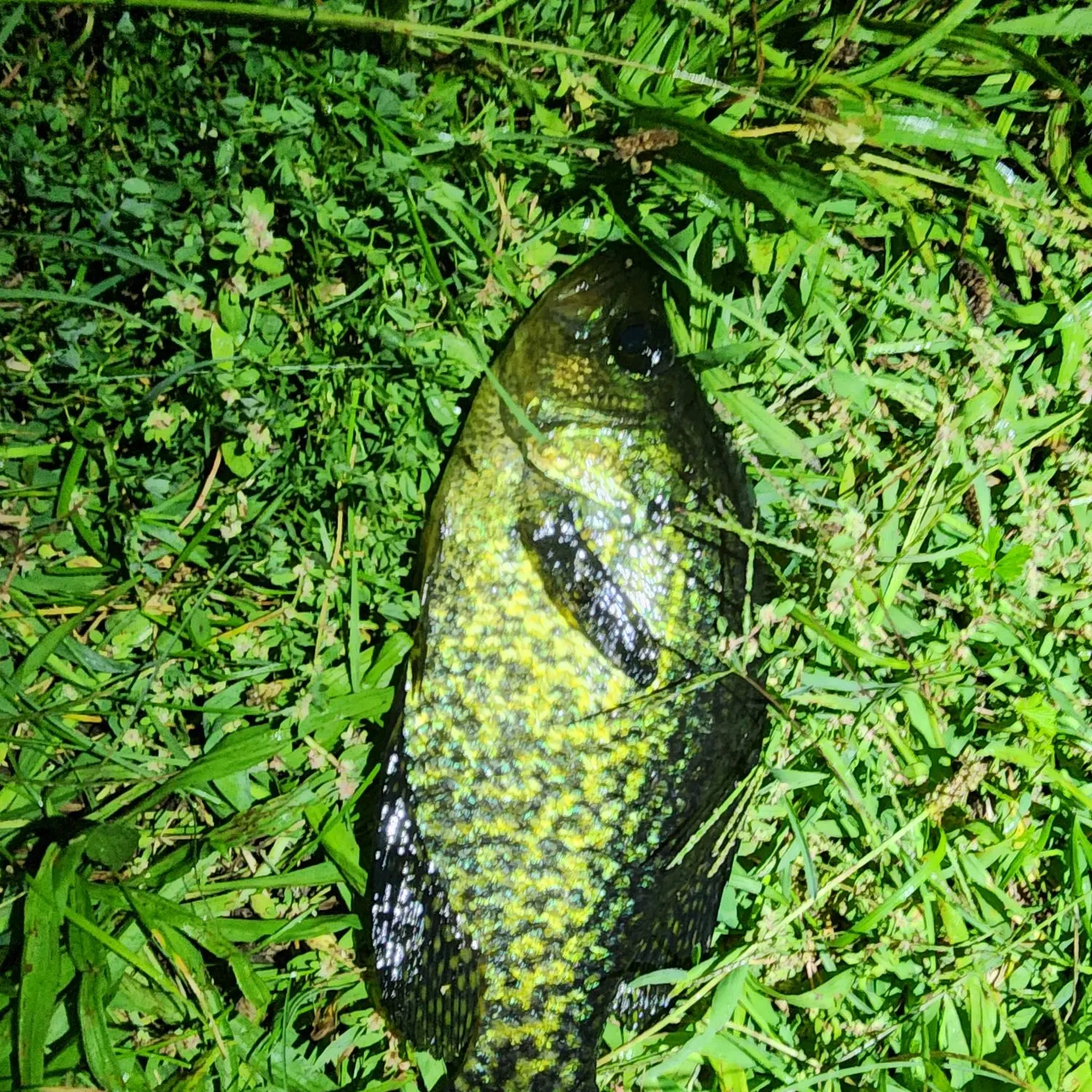 Black crappie caught on Fishbrain