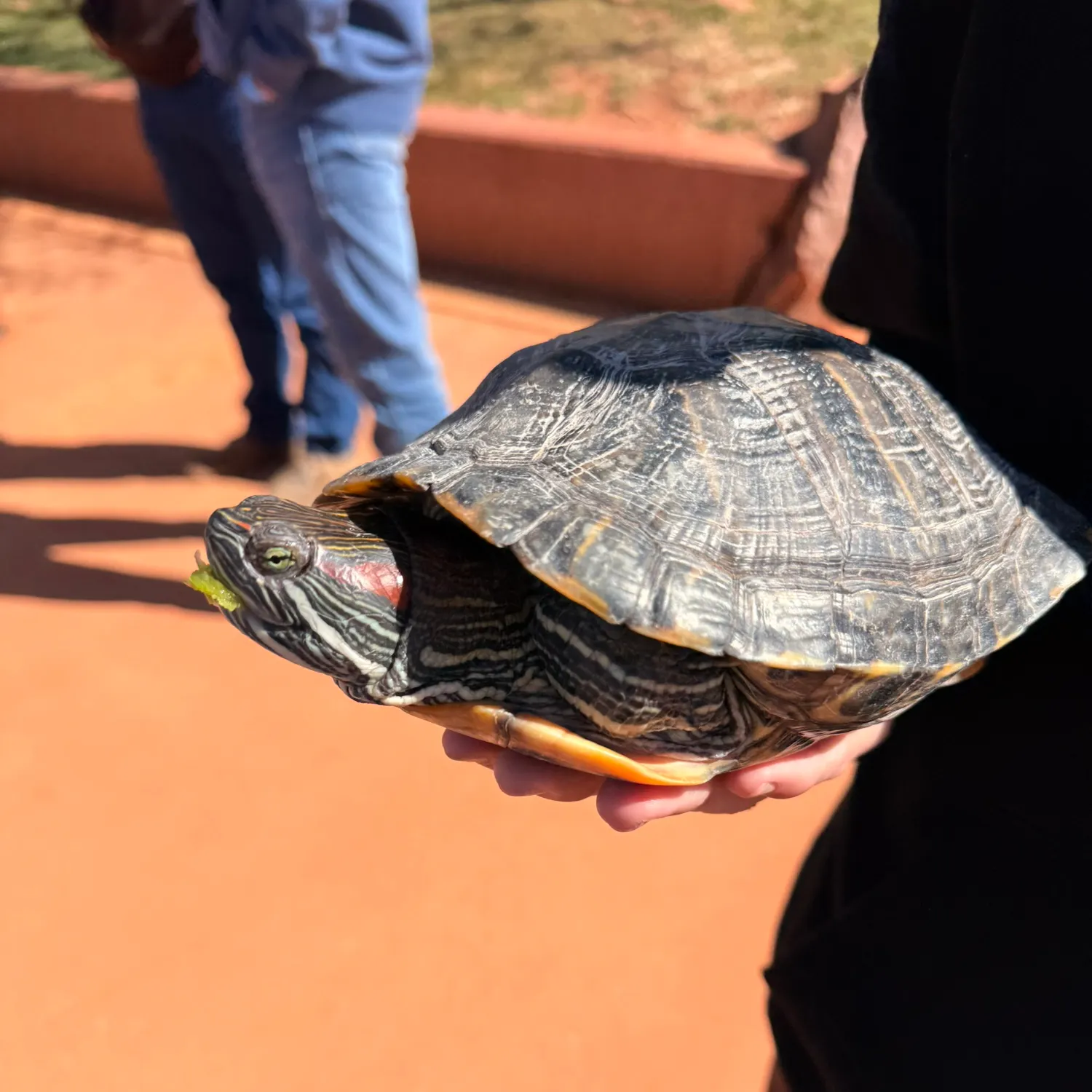 The most recent Australian swamp eel catches on Fishbrain