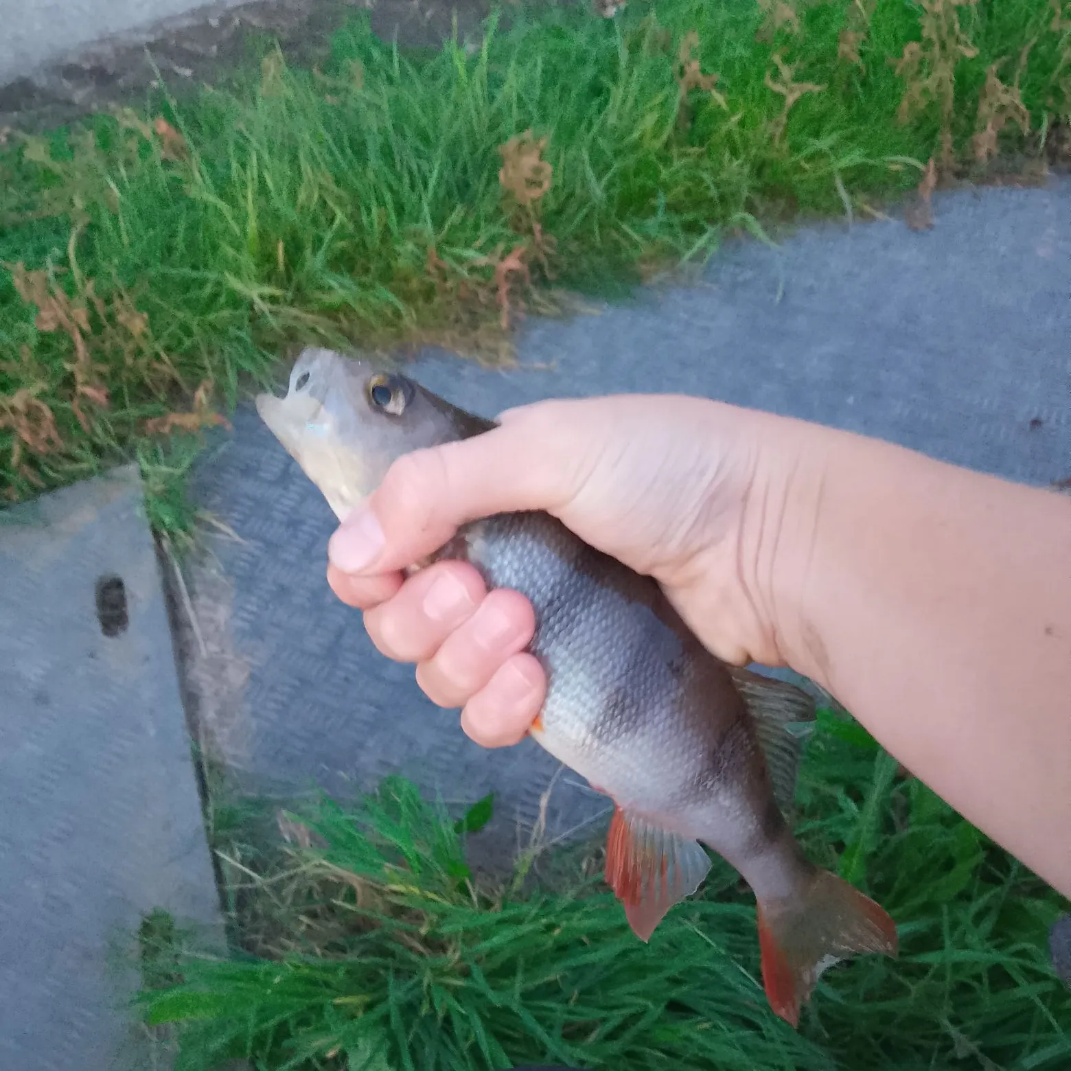 Fish caught on Fishbrain