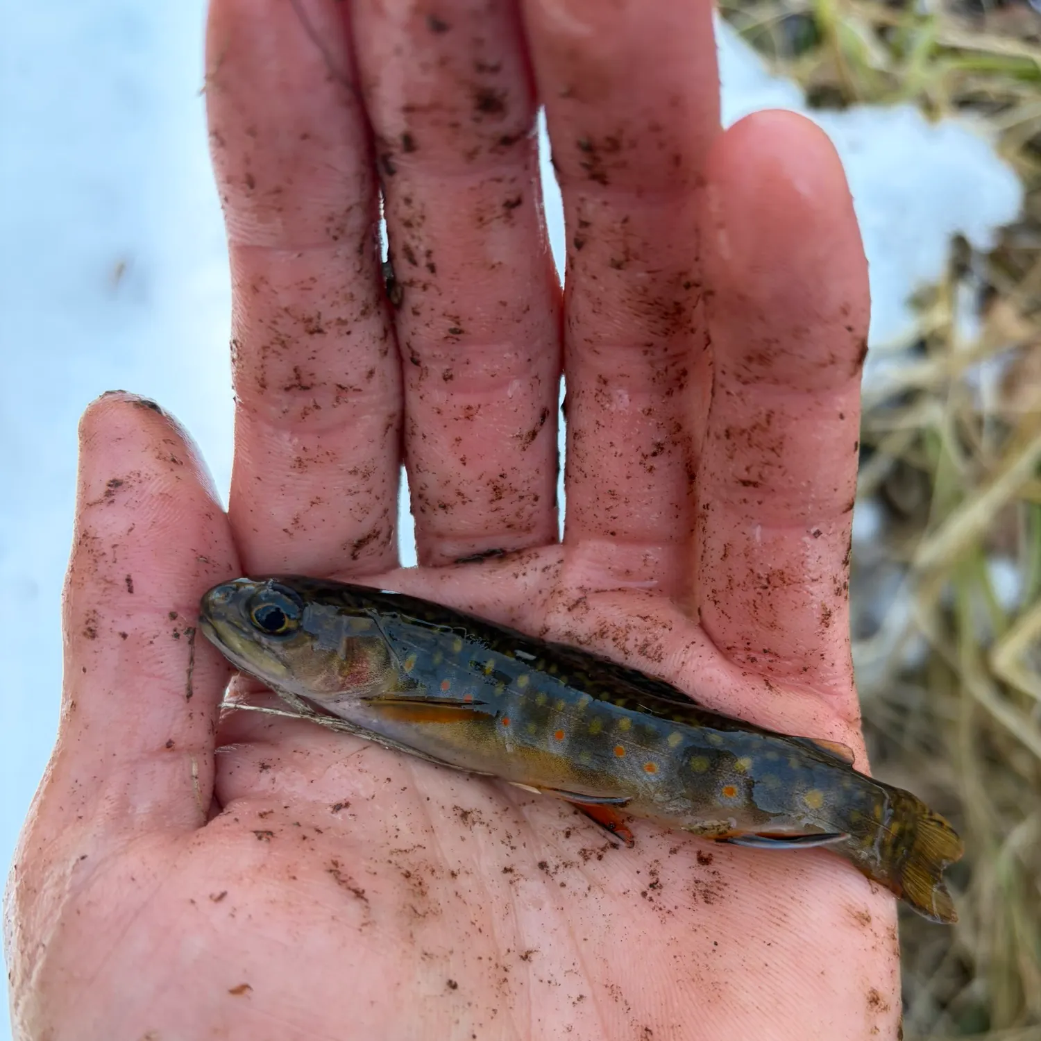 The most recent Brook trout catches on Fishbrain
