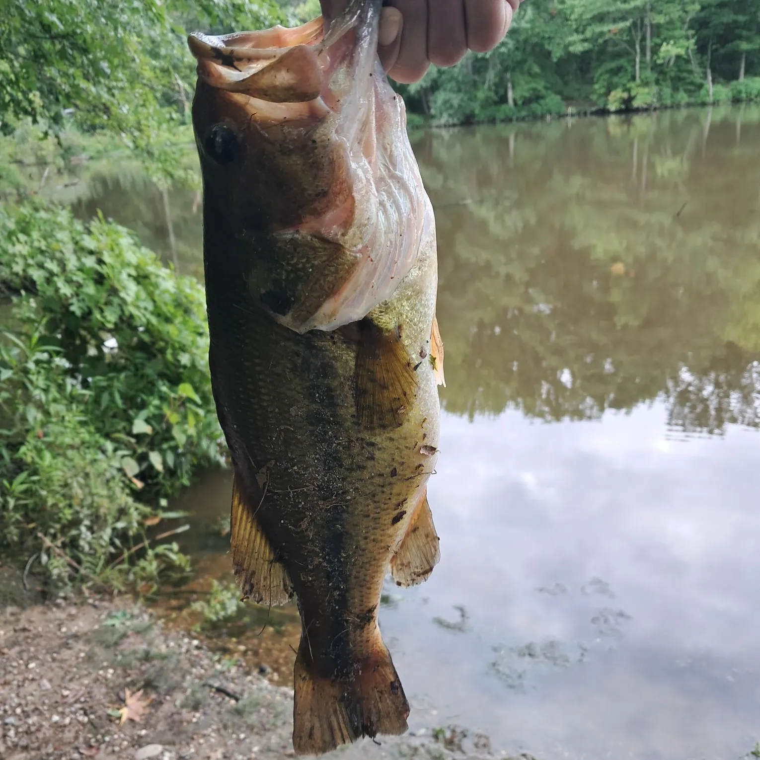 Largemouth bass caught on Fishbrain