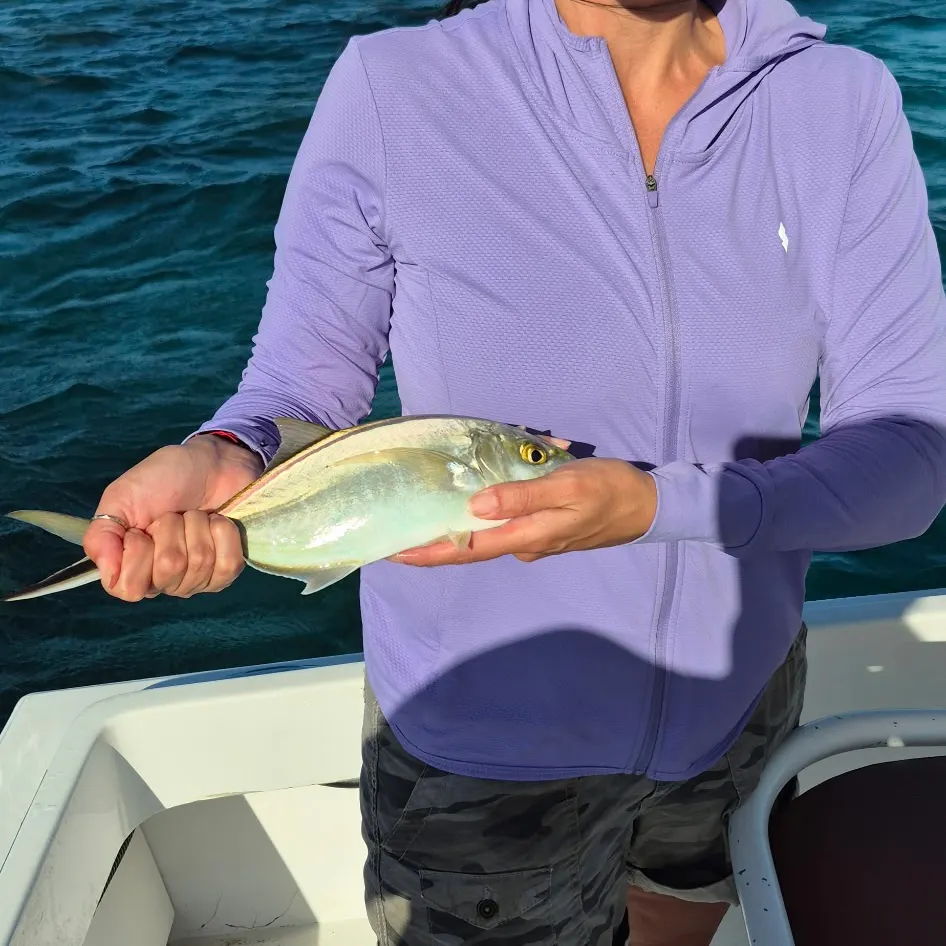 Blue runner caught on Fishbrain