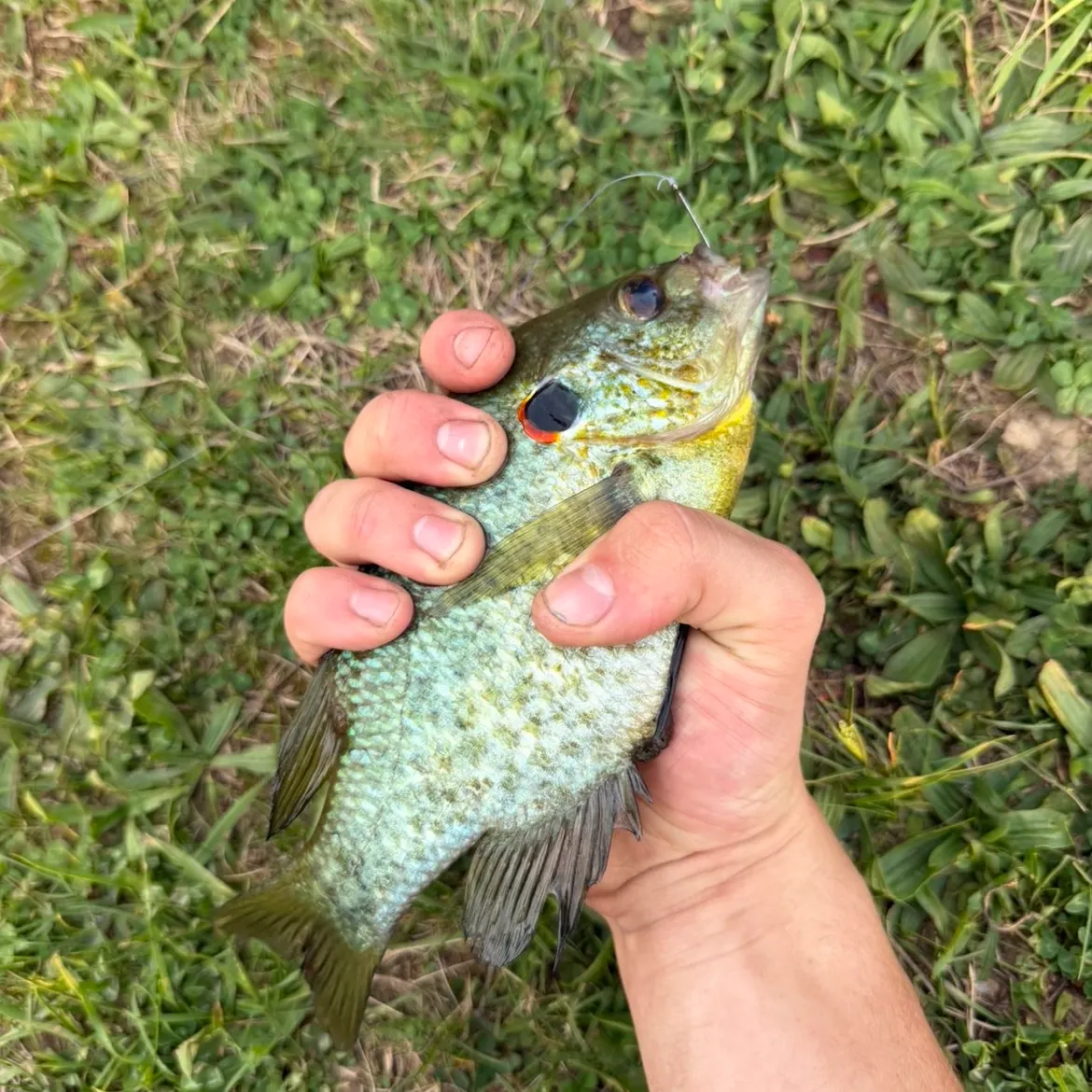 The most recent Pumpkinseed x green sunfish catches on Fishbrain