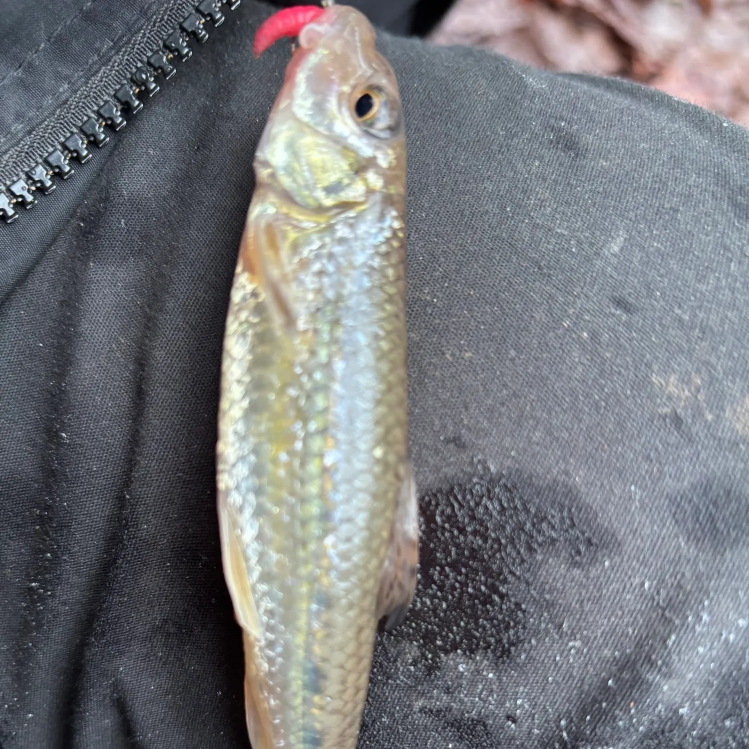 The most popular recent Gudgeon catch on Fishbrain