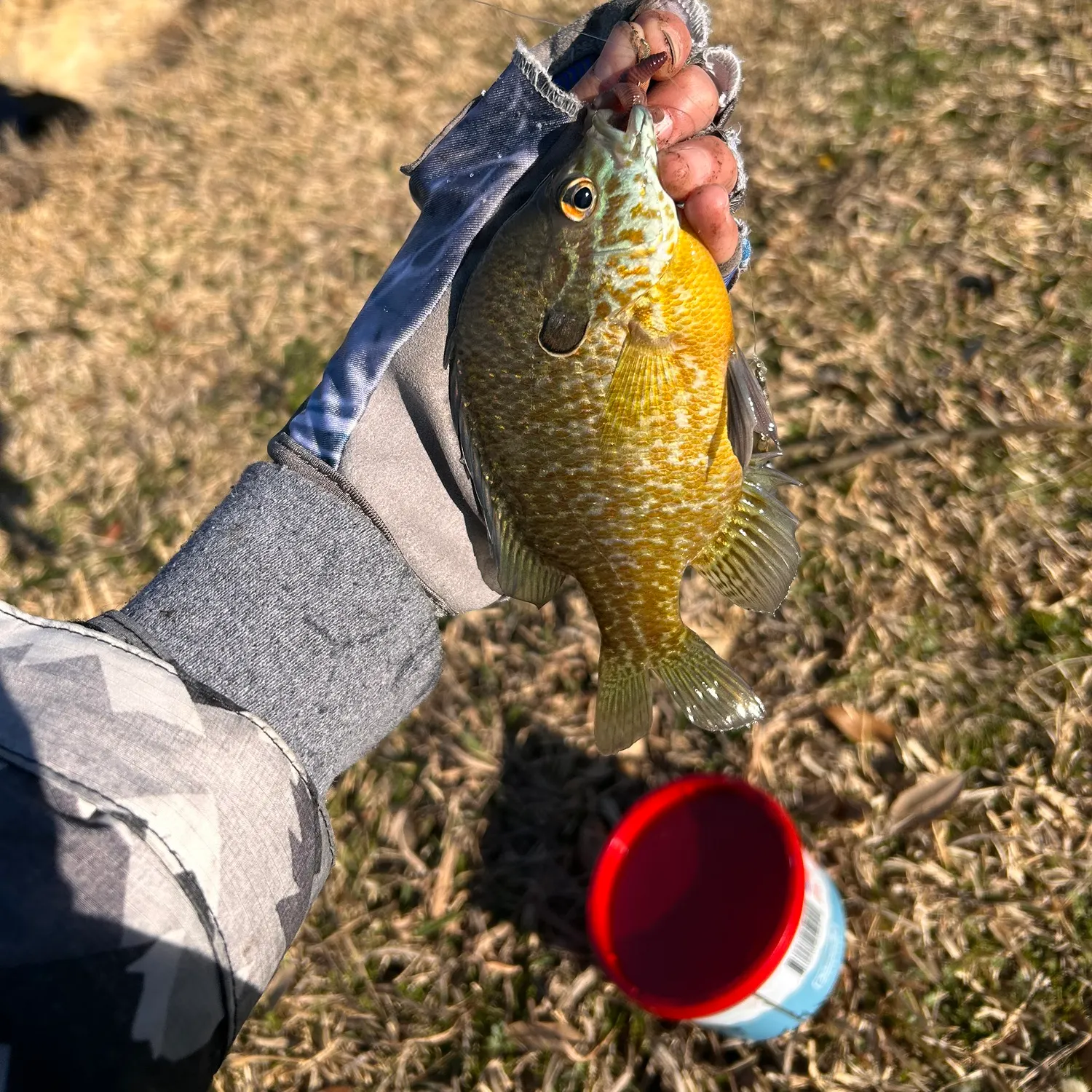 The most recent Longear sunfish catches on Fishbrain