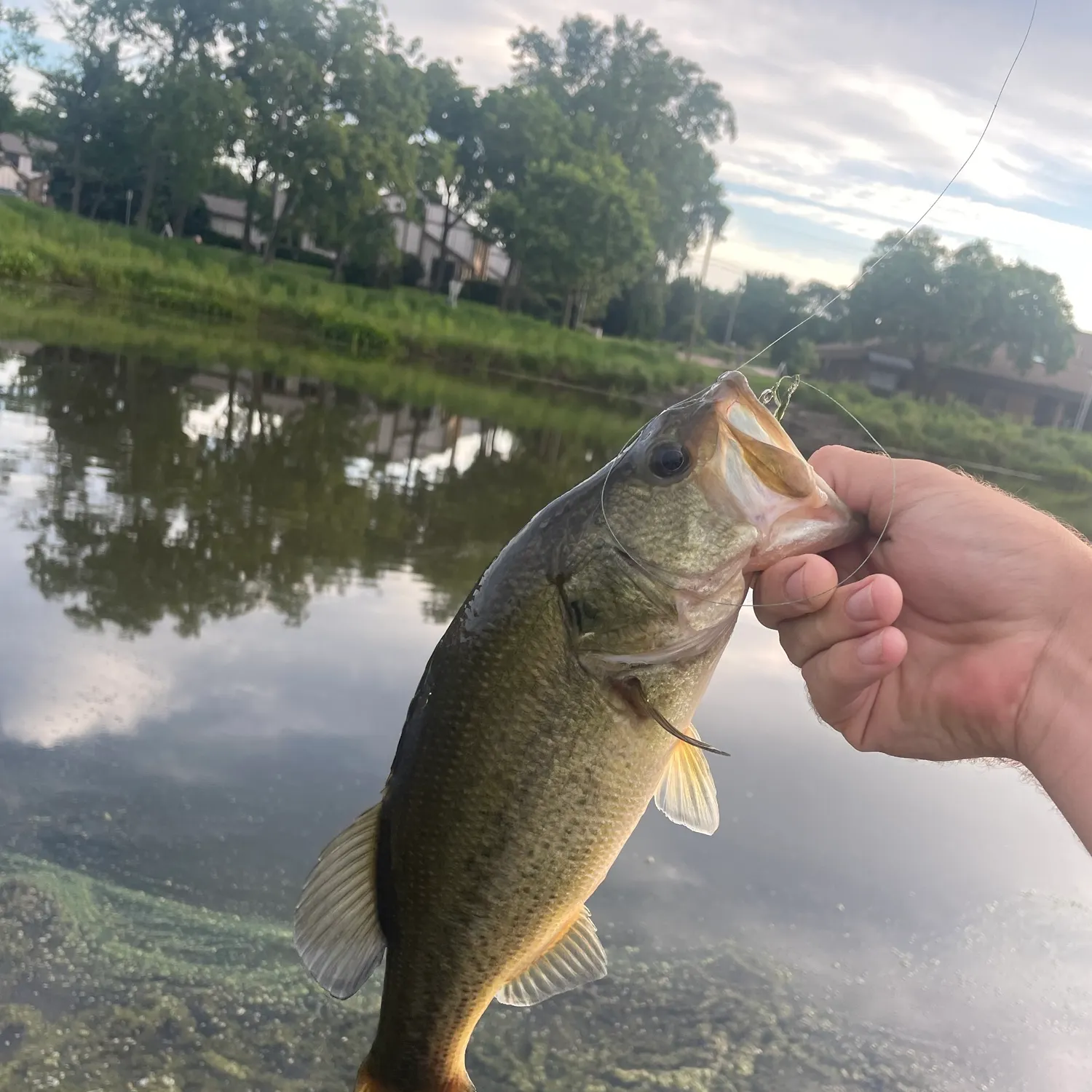 Fish caught on Fishbrain