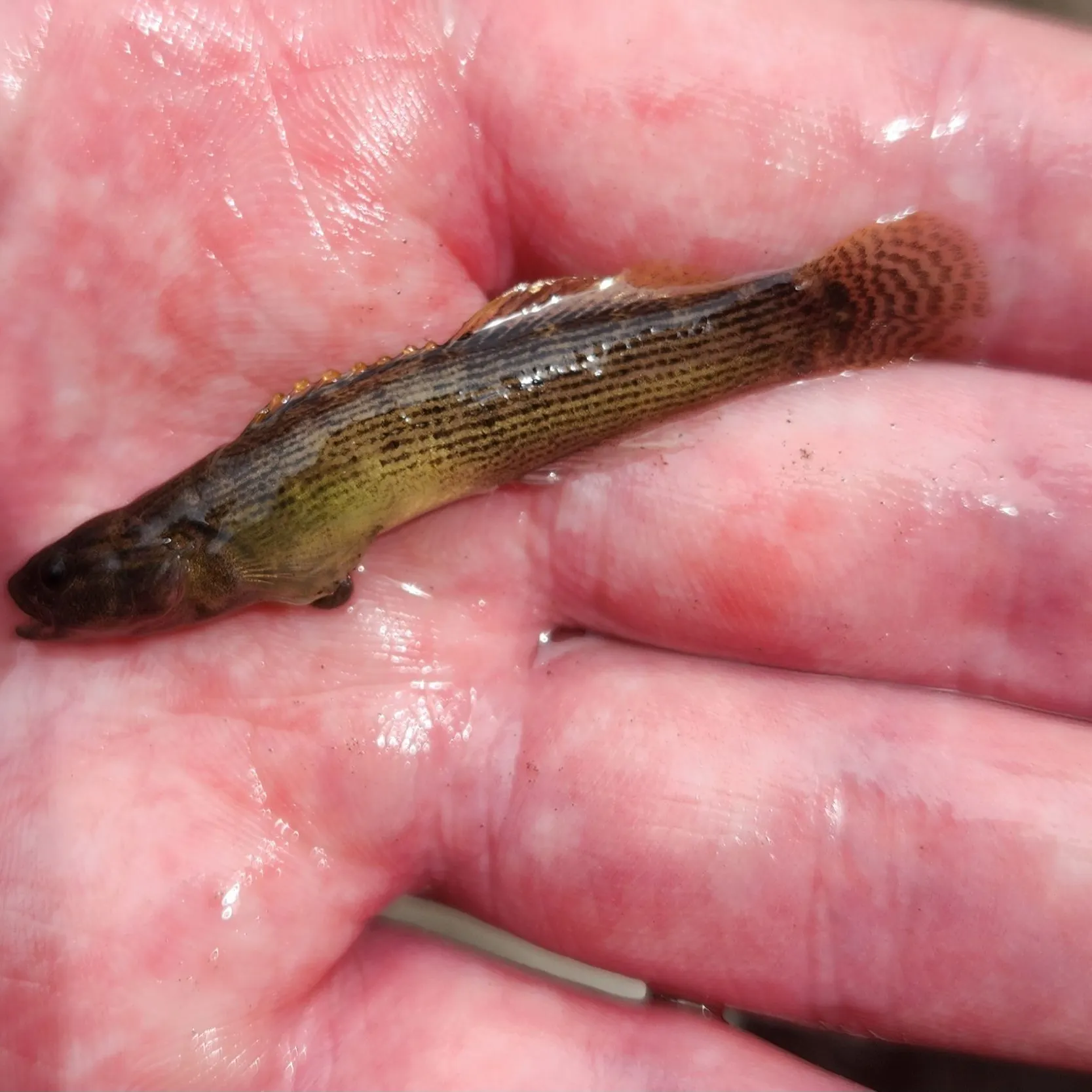 The most recent Fantail darter catches on Fishbrain