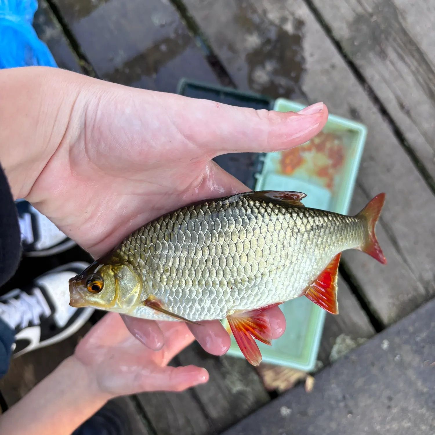 Common rudd caught on Fishbrain