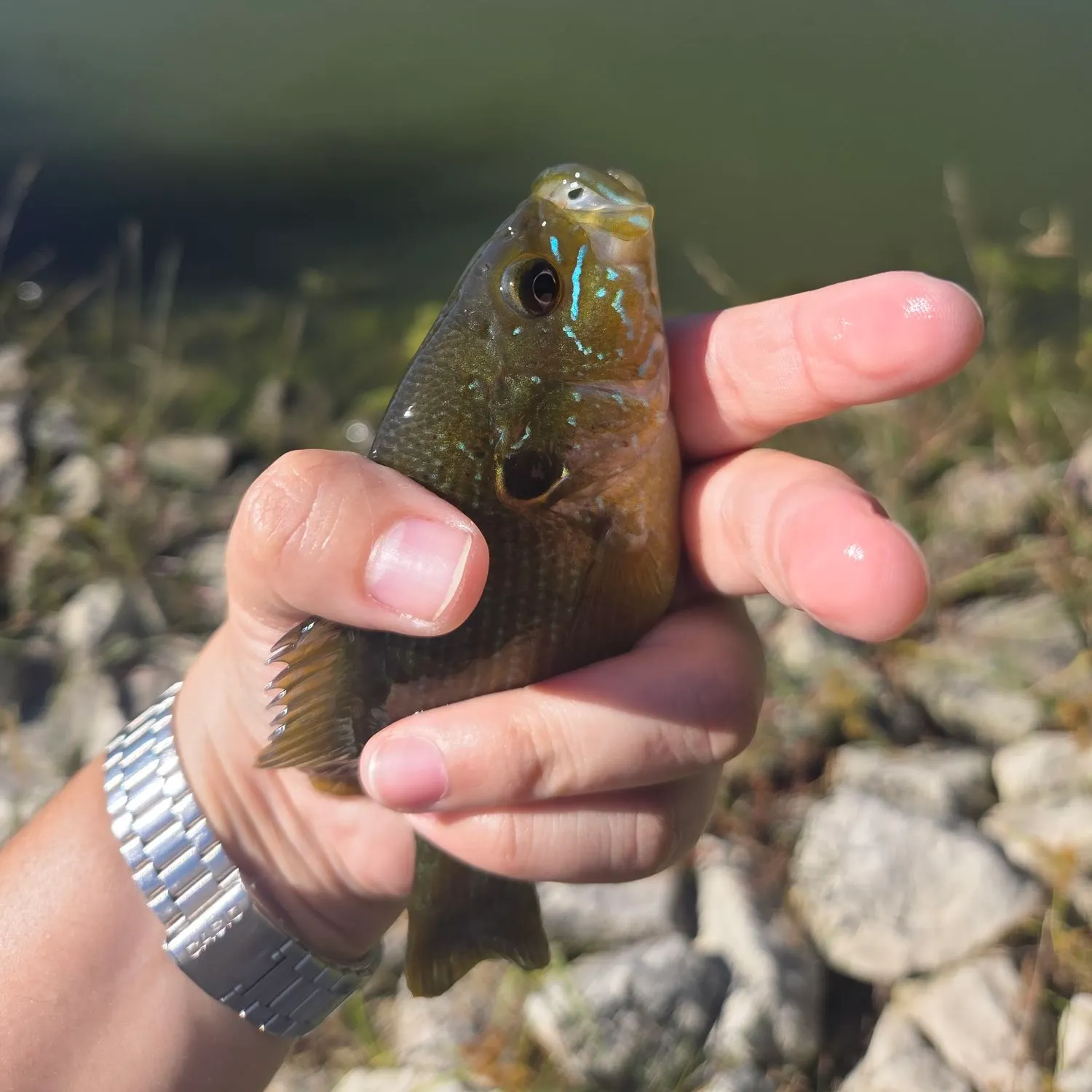 Greengill hybrid caught on Fishbrain