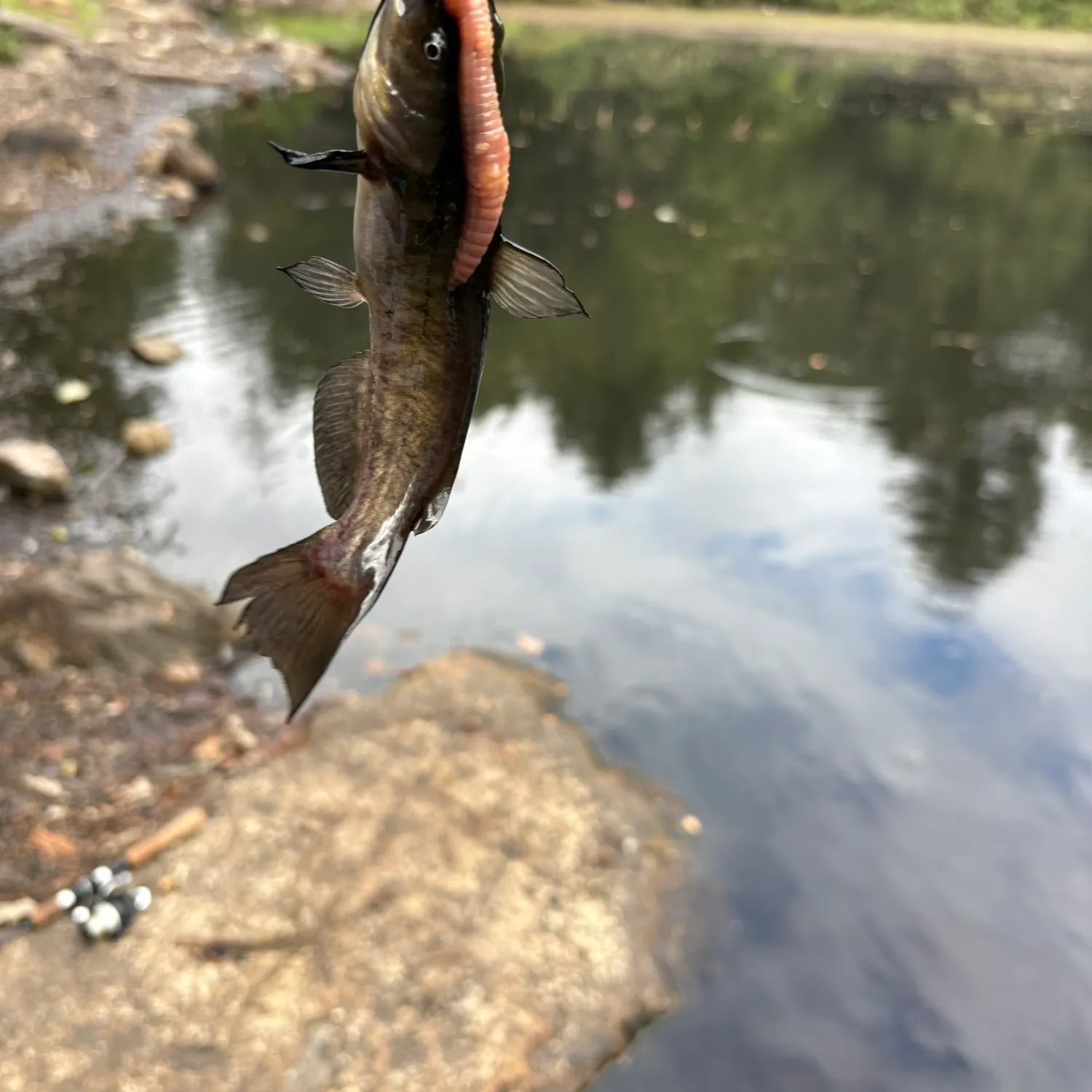 Black bullhead caught on Fishbrain
