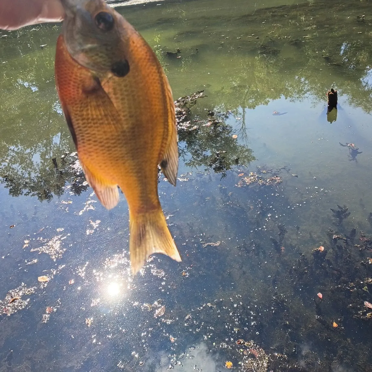 Bluegill caught on Fishbrain