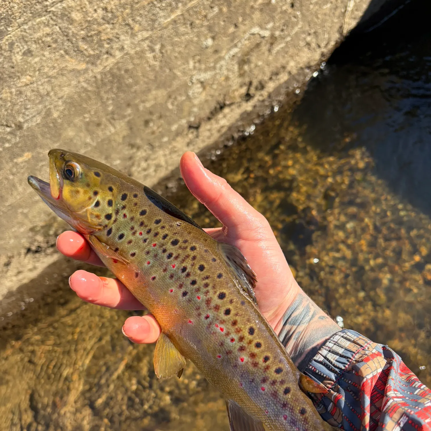 recently logged catches