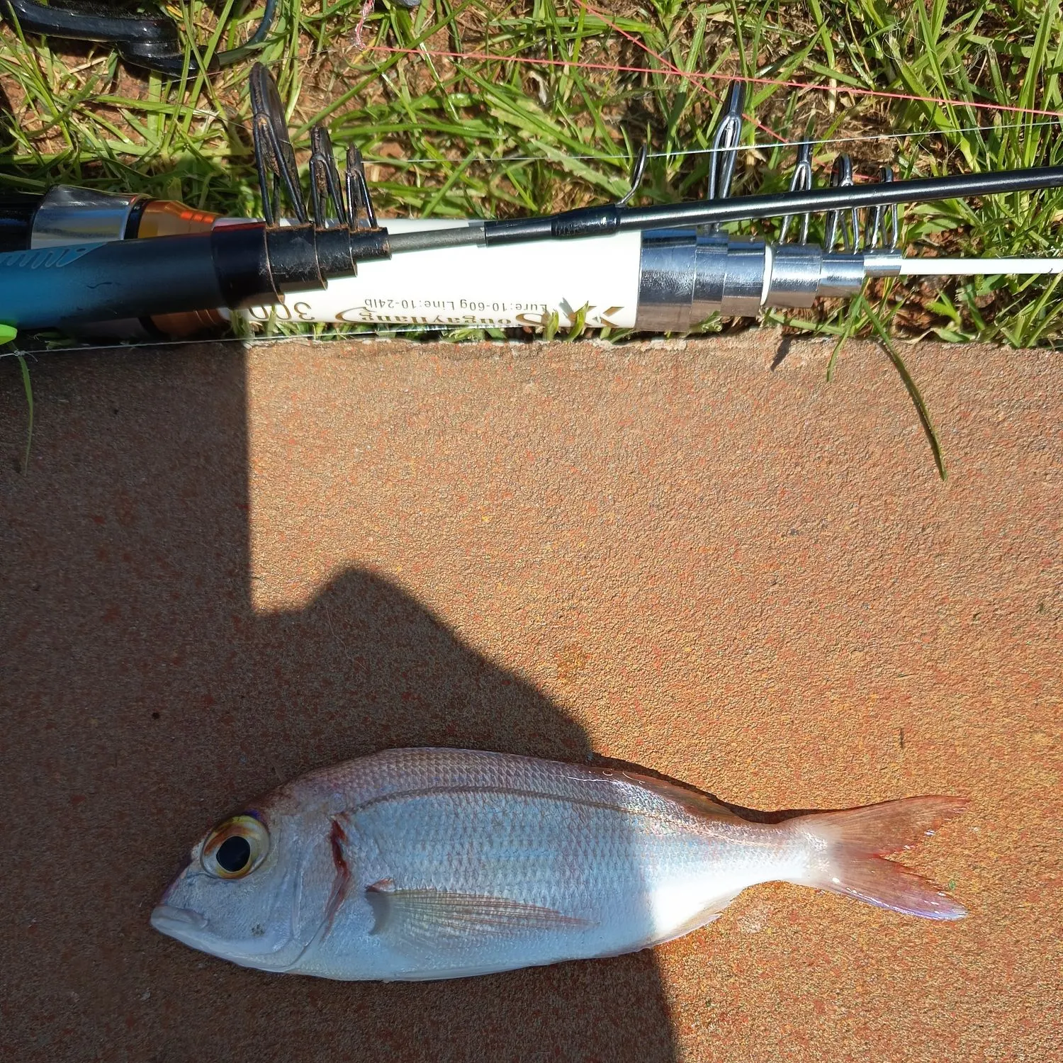 The most recent Common pandora catches on Fishbrain