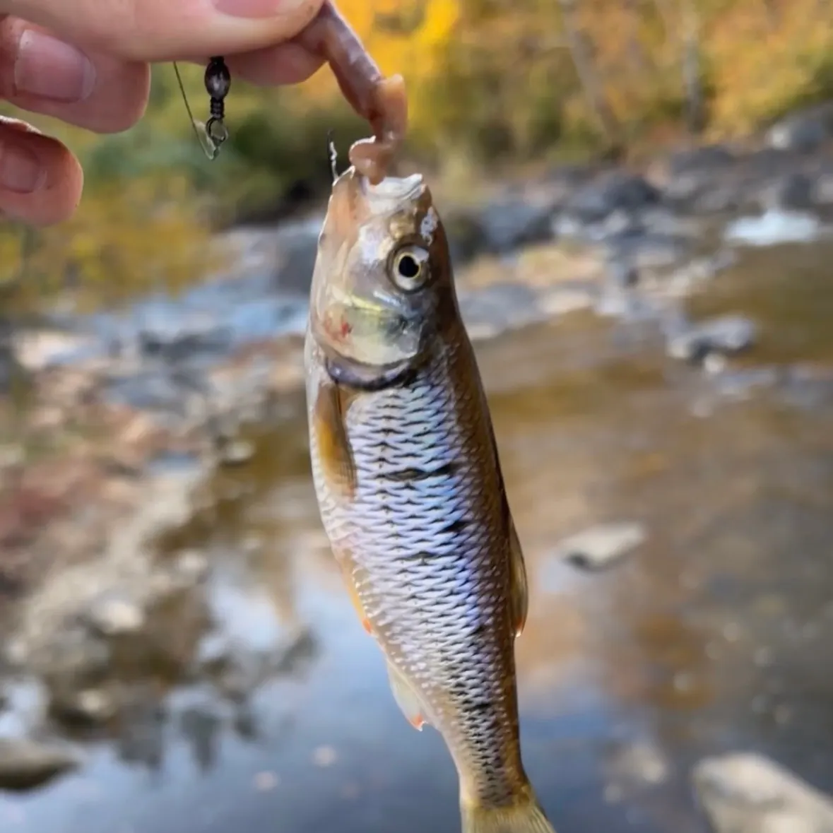 Fish caught on Fishbrain