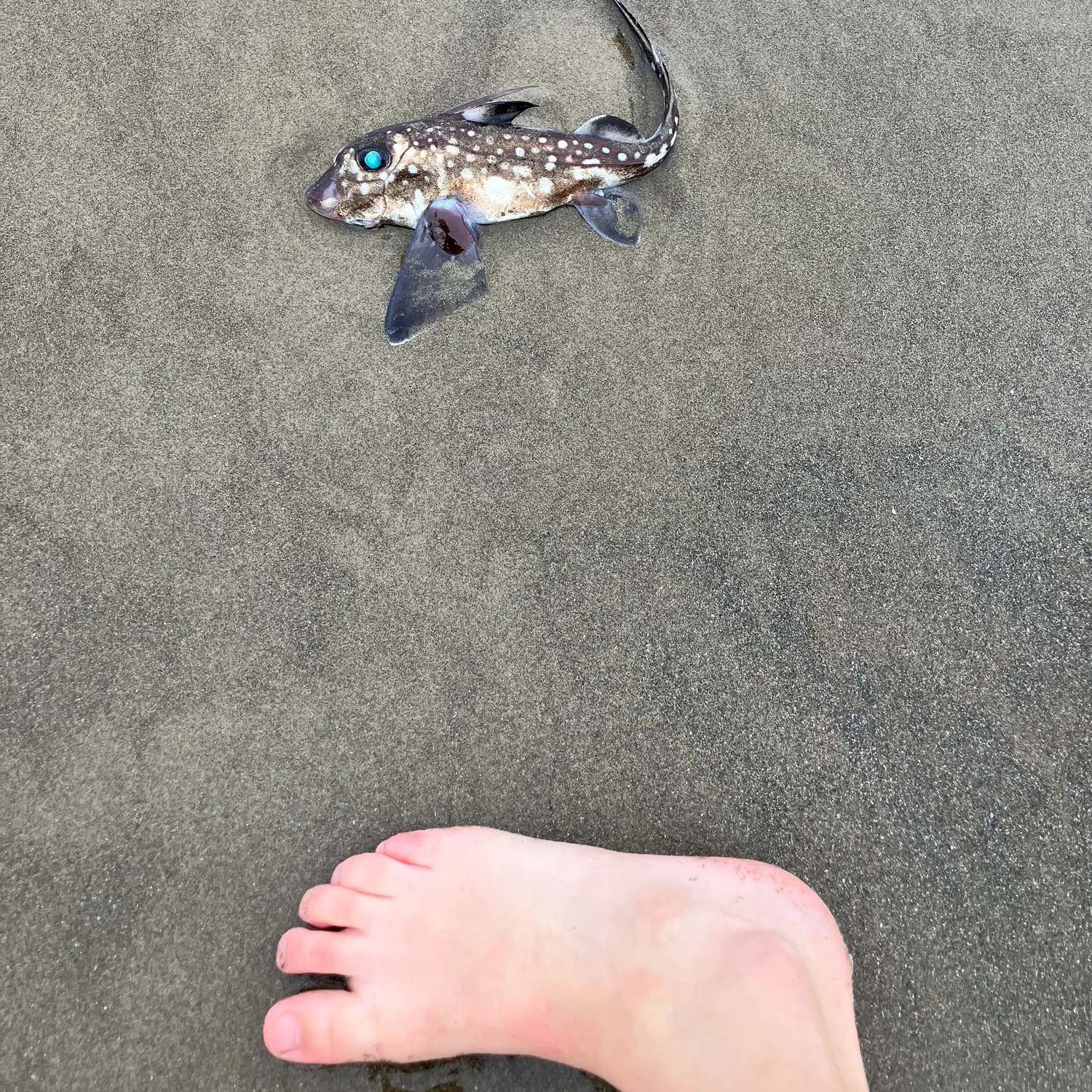 The most recent Ratfish catches on Fishbrain
