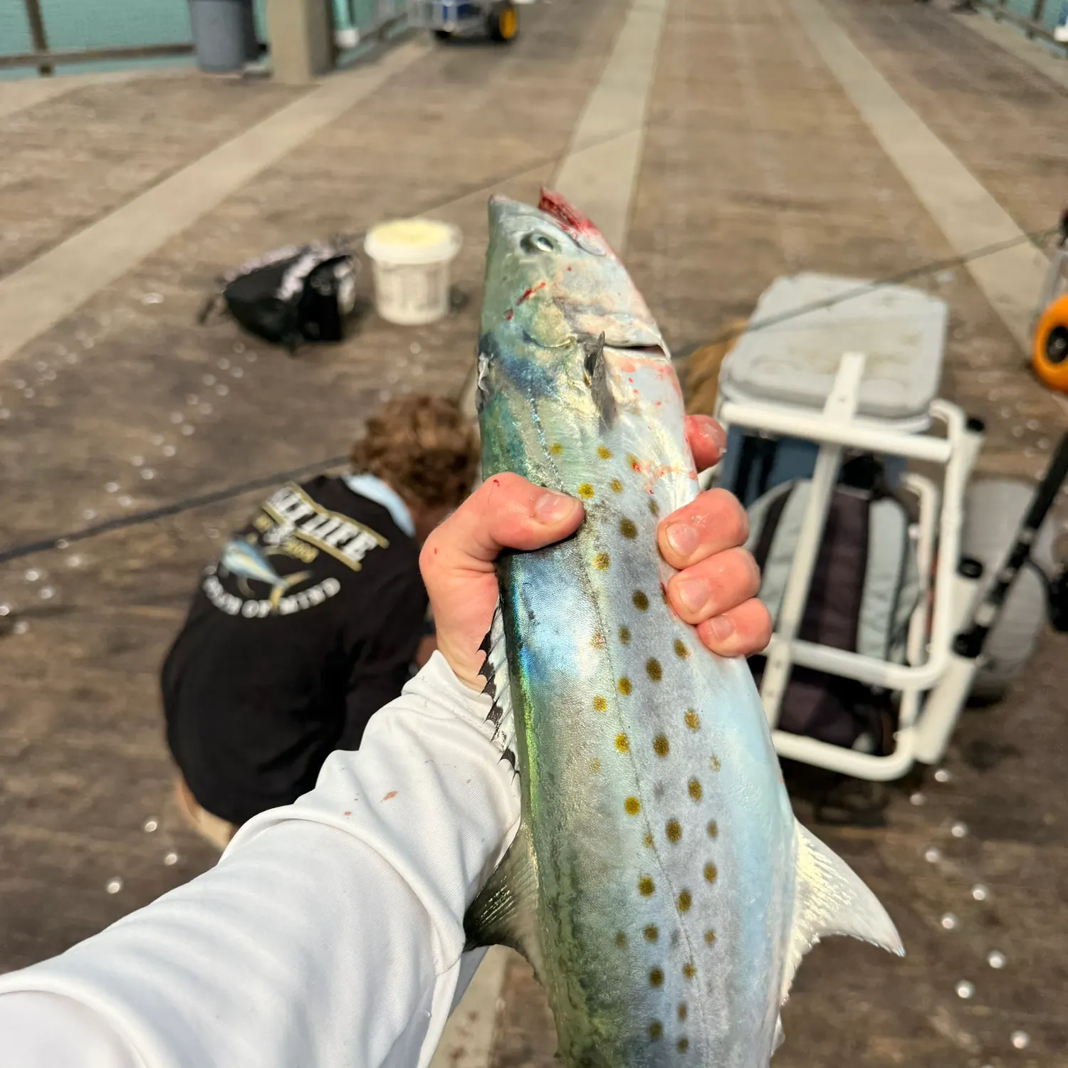 Spanish mackerel caught on Fishbrain