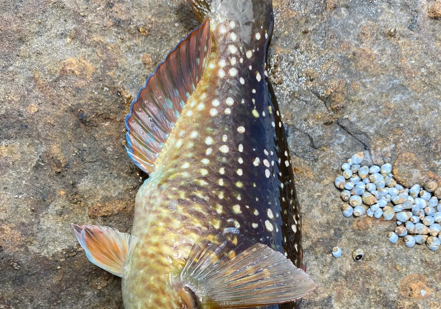 Ballan wrasse