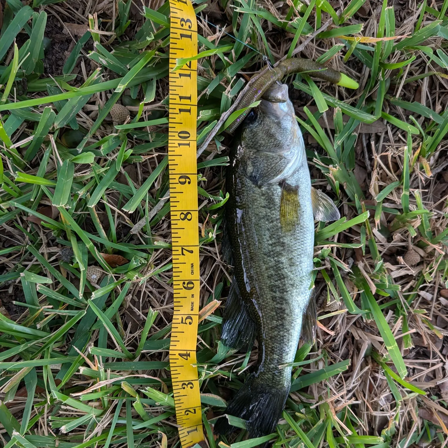 Largemouth bass caught on Fishbrain