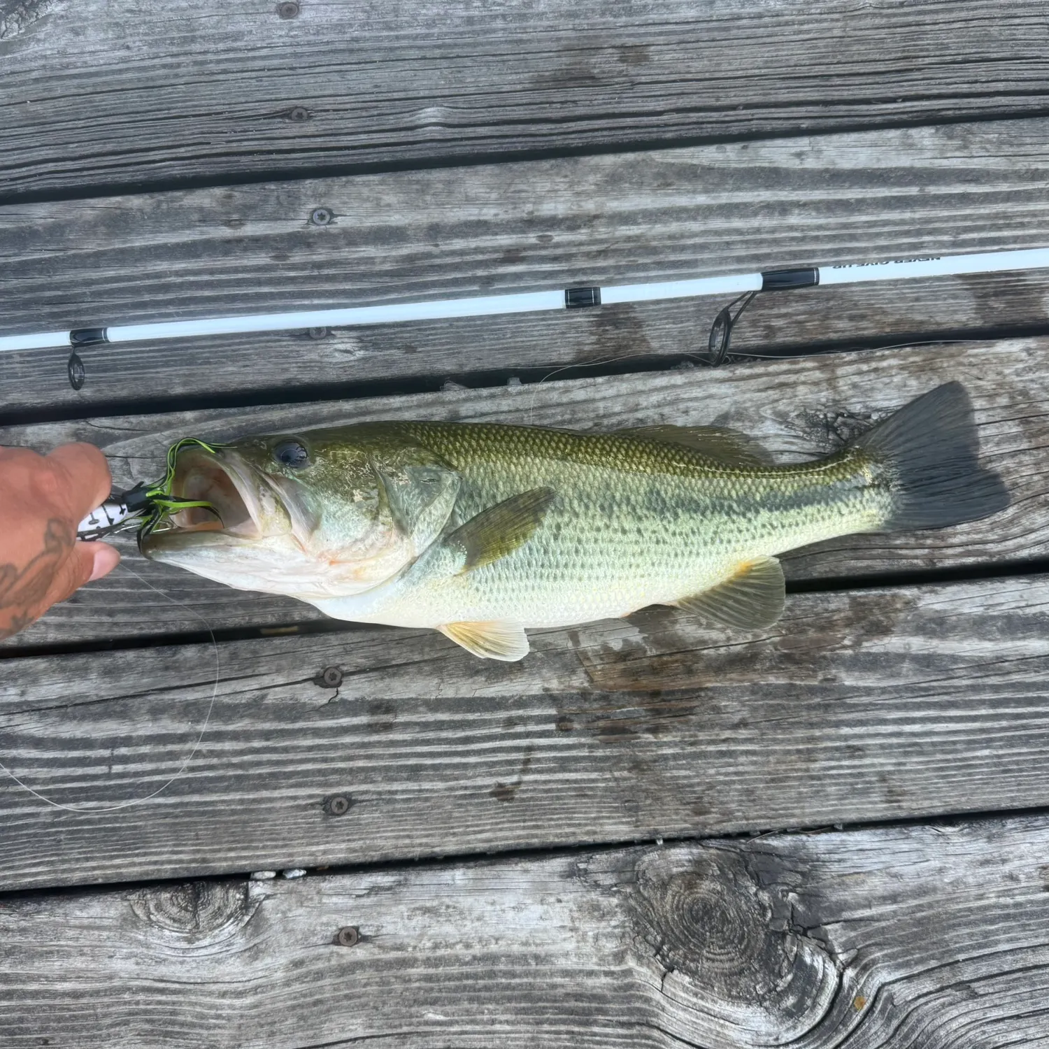 recently logged catches