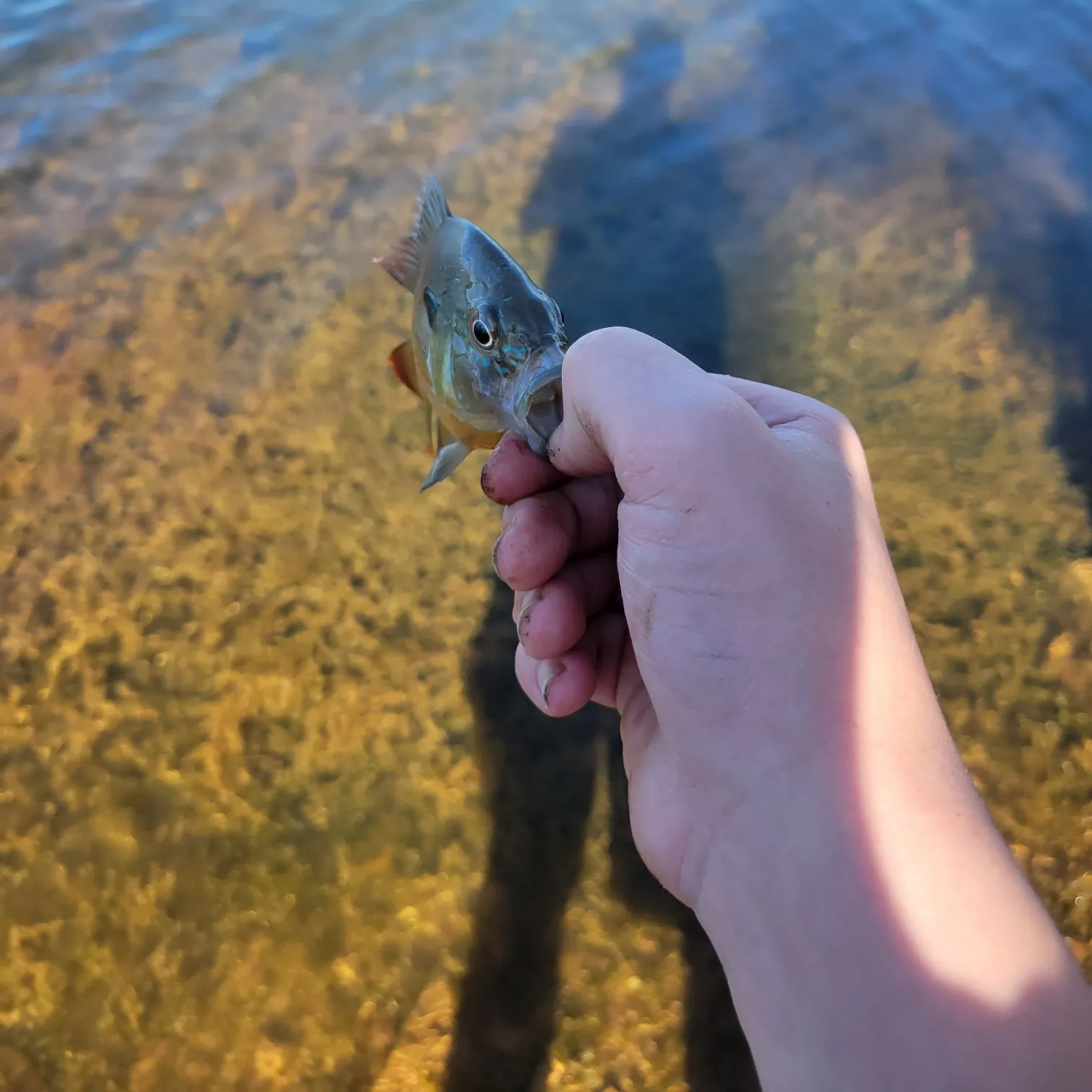 Fish caught on Fishbrain