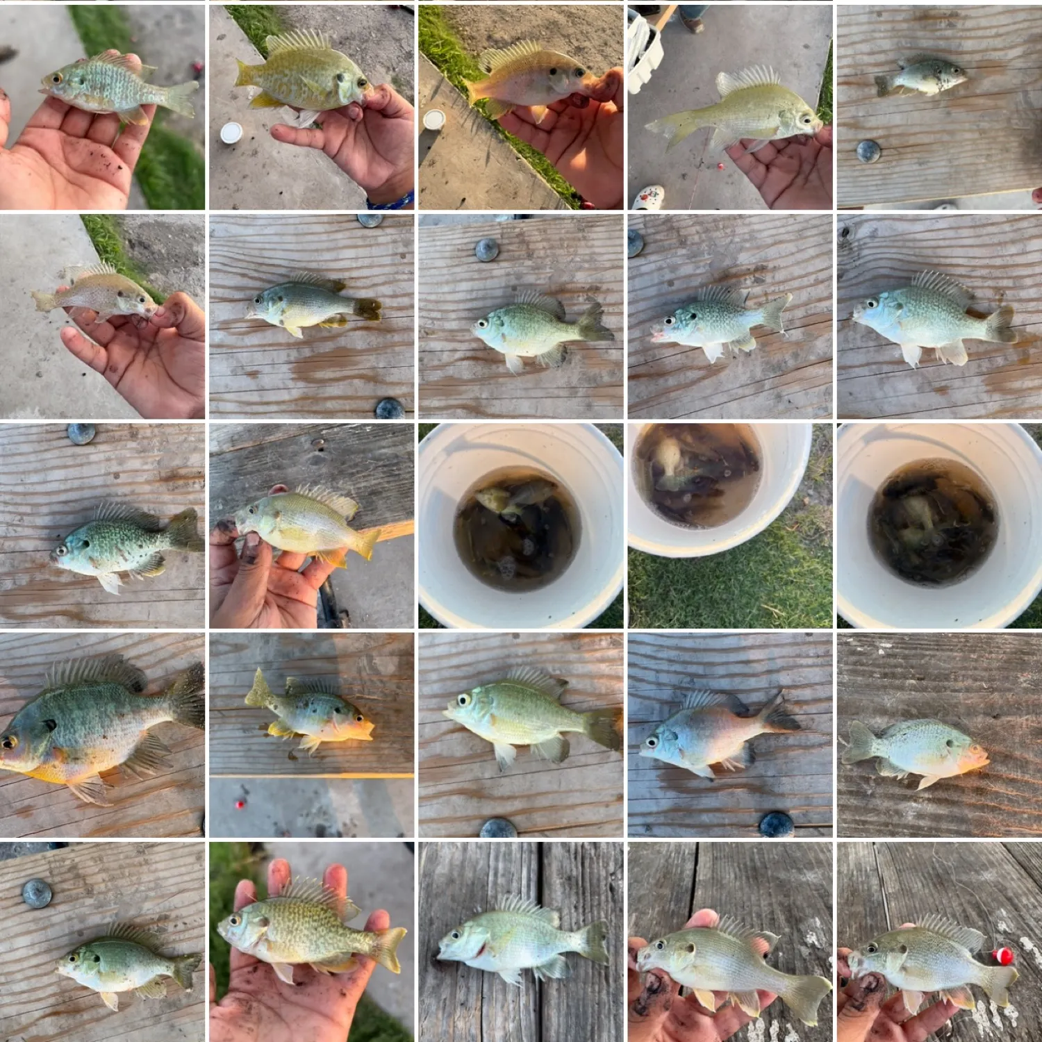 recently logged catches