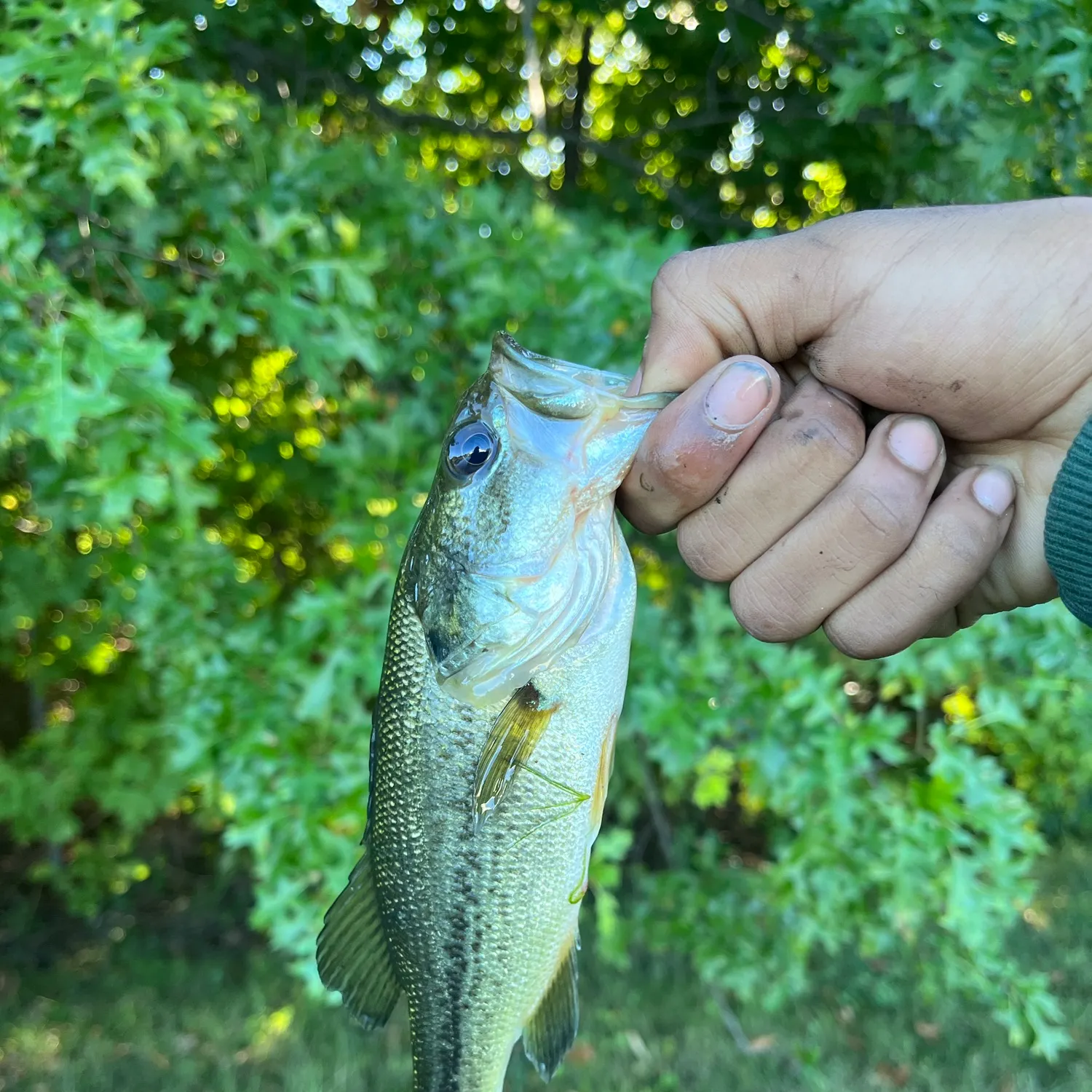 Fish caught on Fishbrain