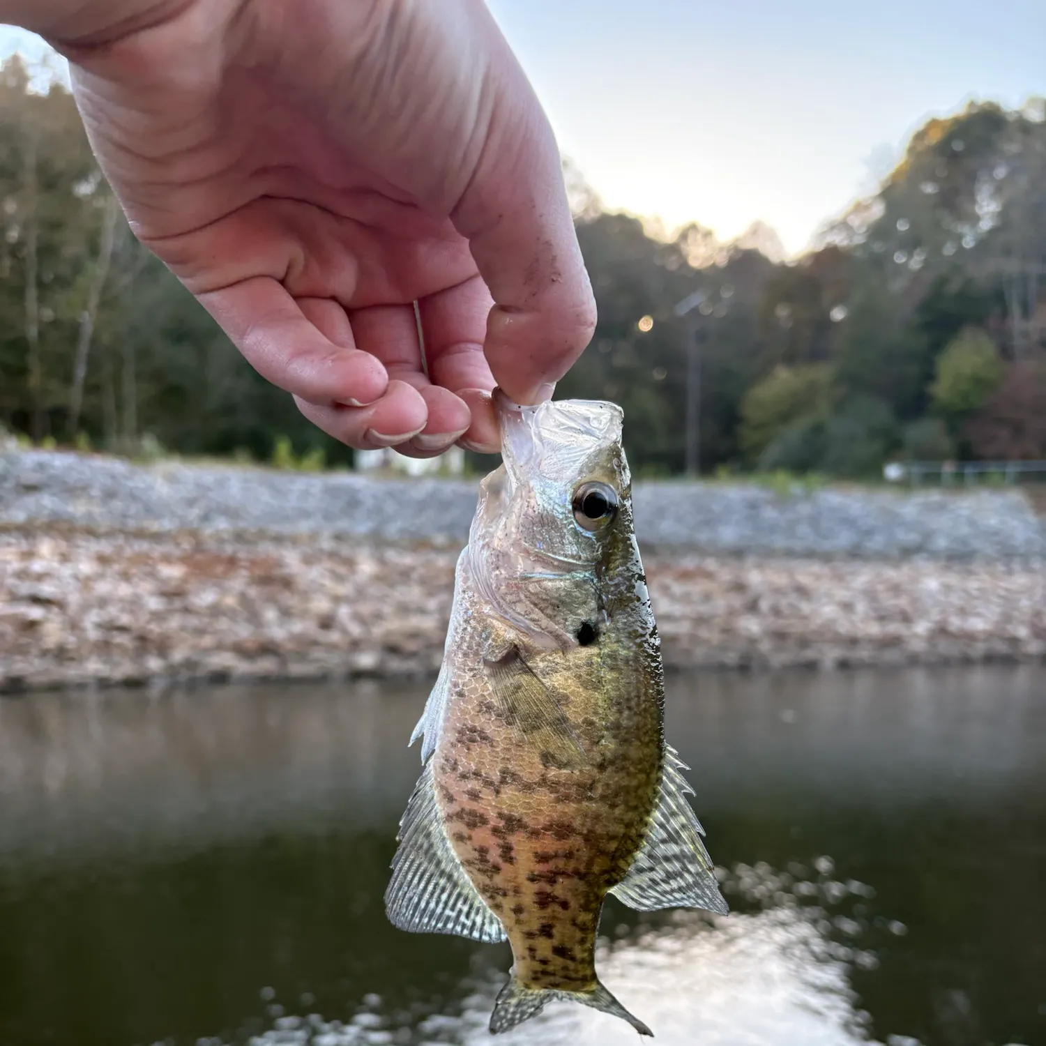 White crappie caught on Fishbrain