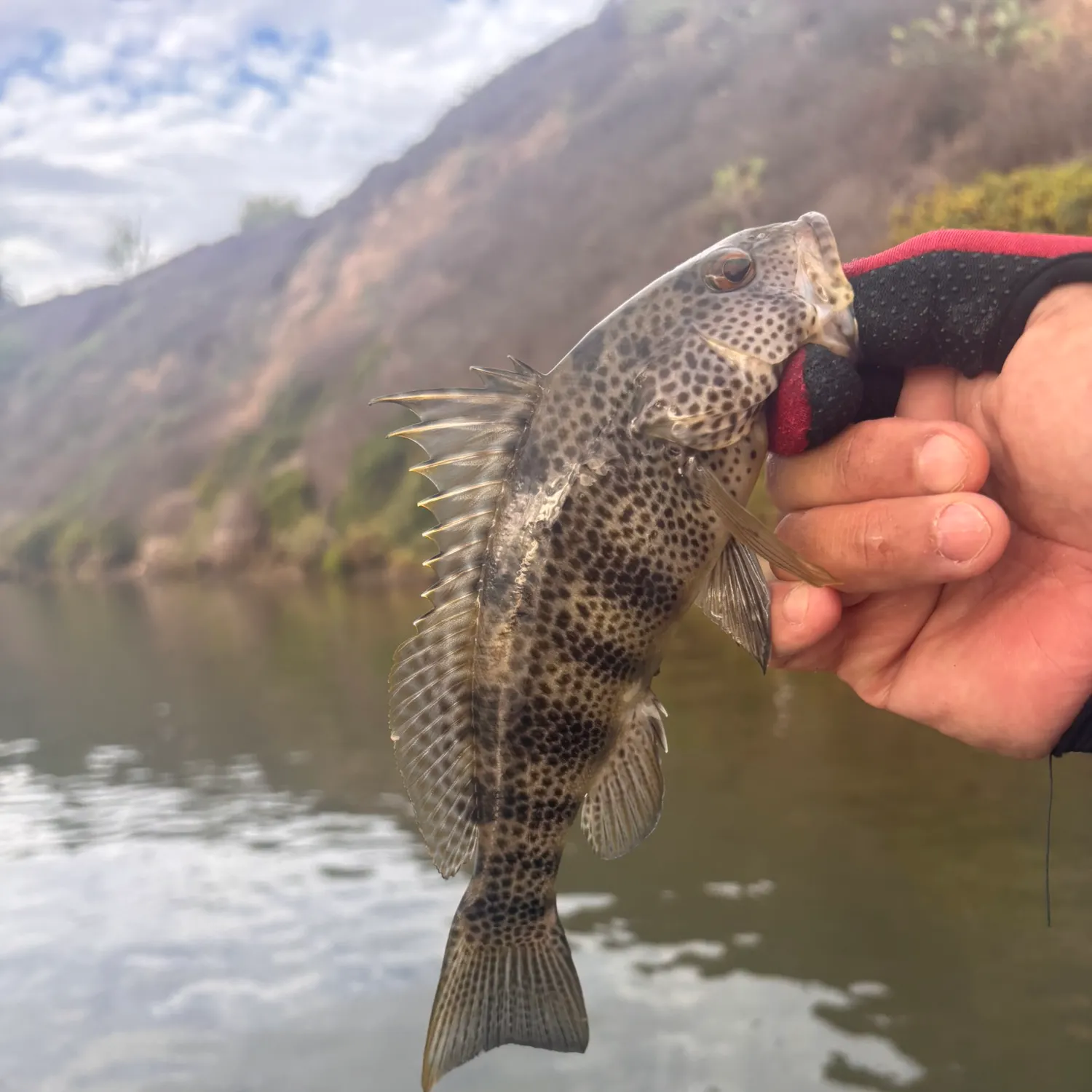 Spotted sand bass caught on Fishbrain