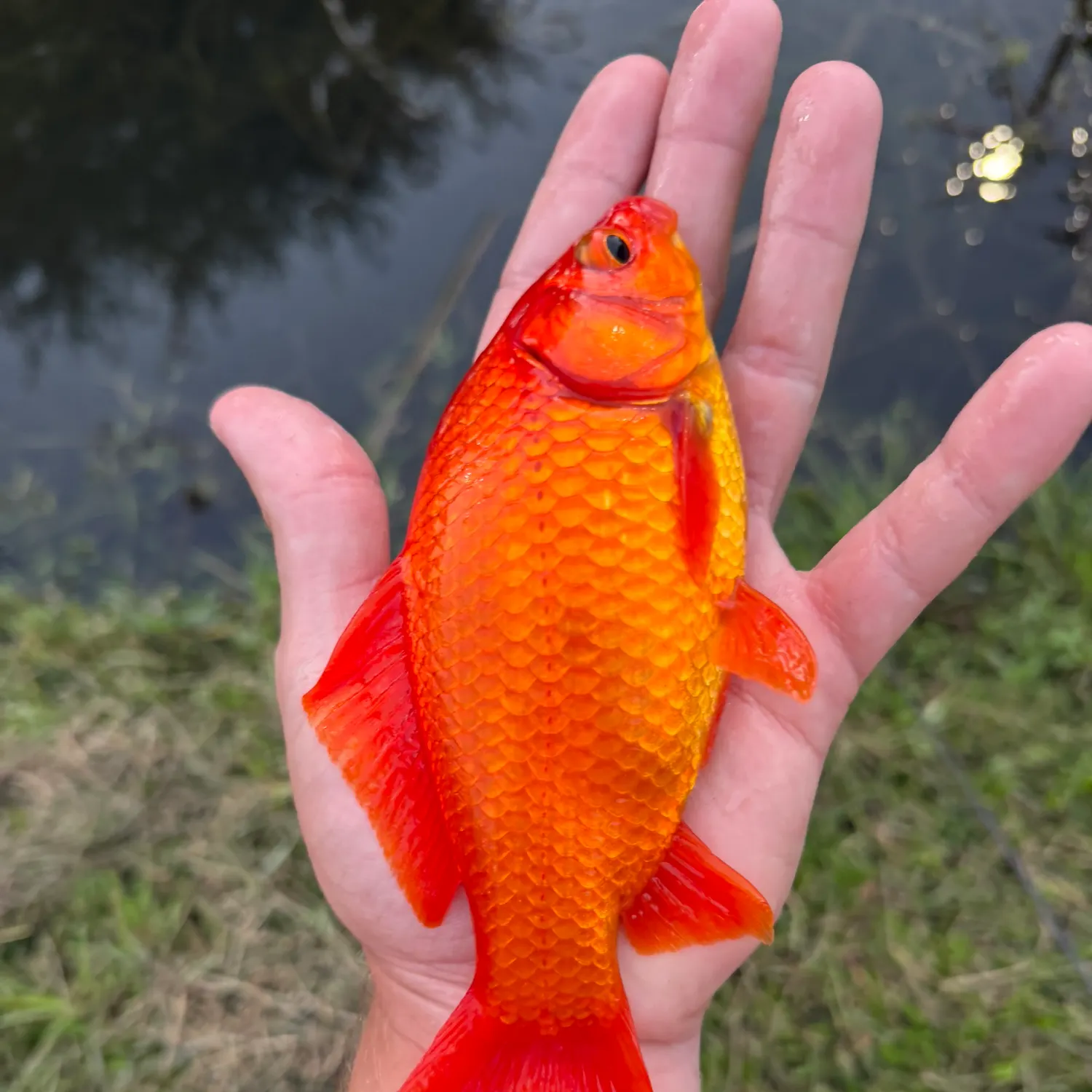 Goldfish caught on Fishbrain