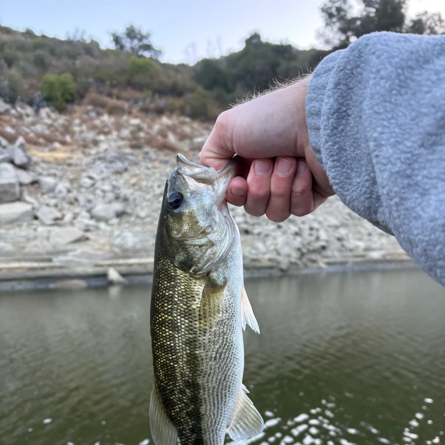 Spotted bass caught on Fishbrain