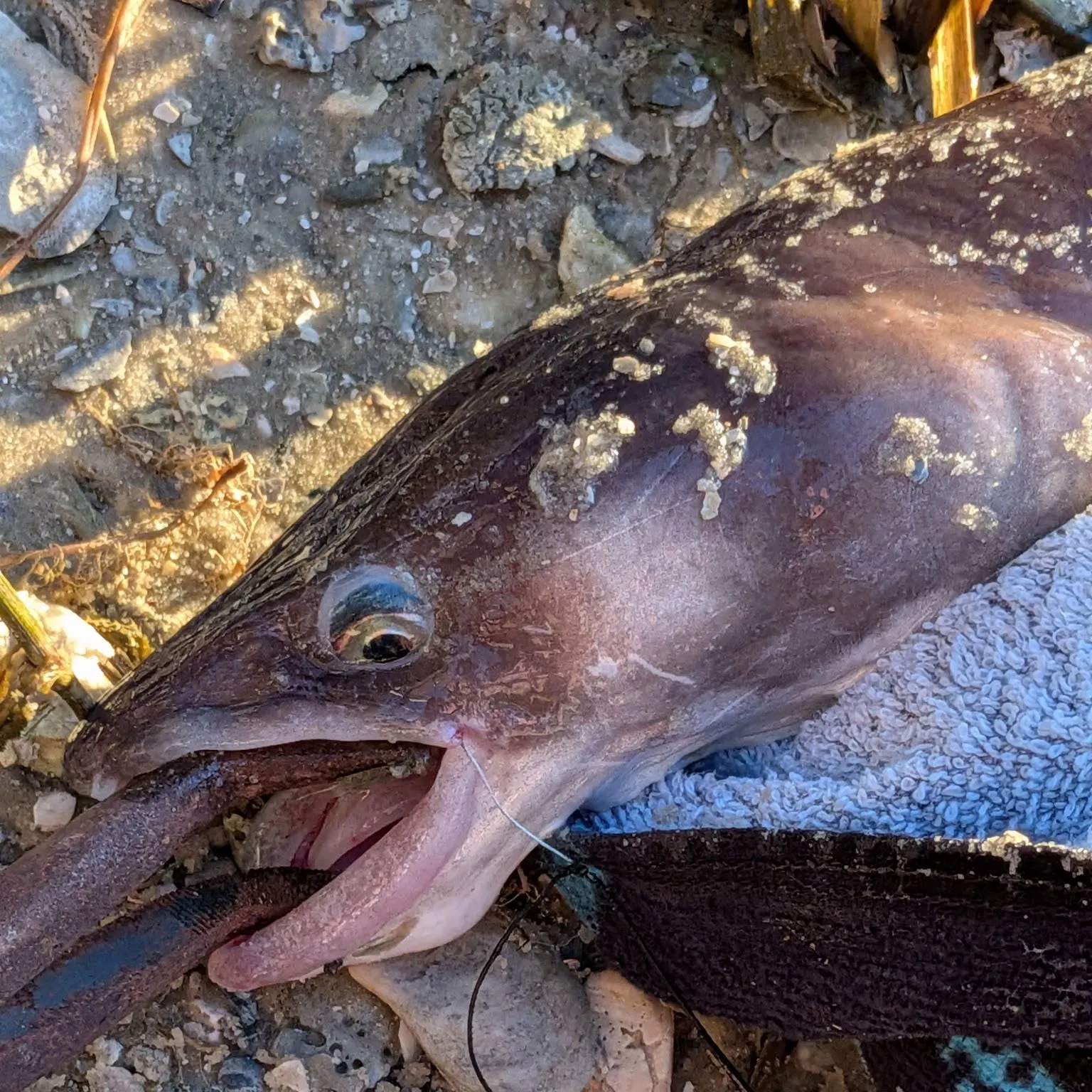 The most recent European conger catches on Fishbrain