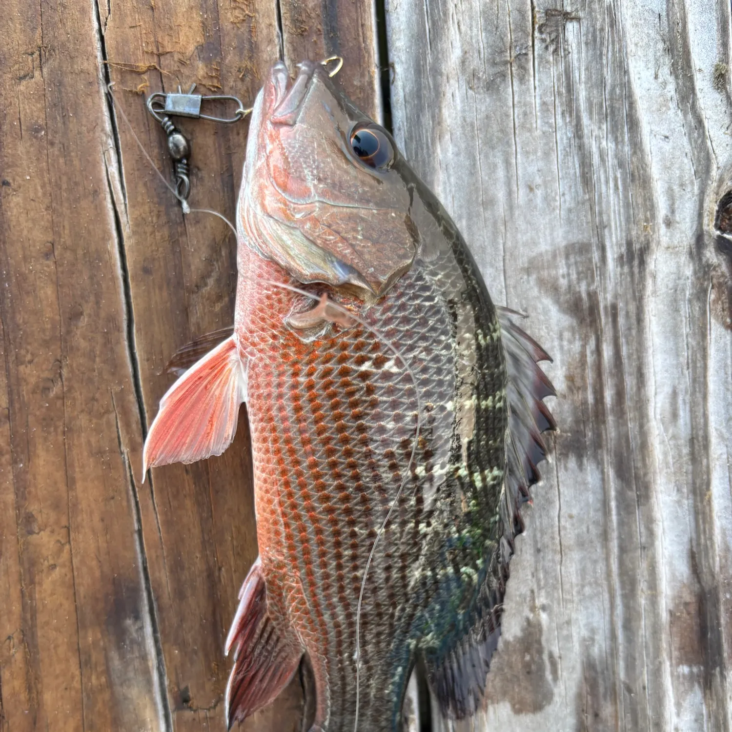 recently logged catches