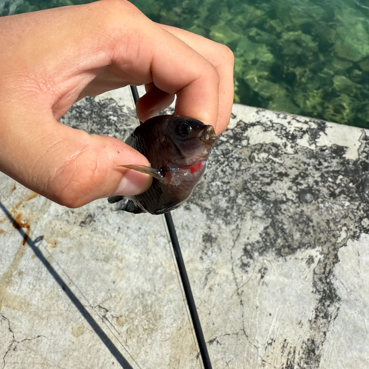 The most recent Big-lip damsel catches on Fishbrain