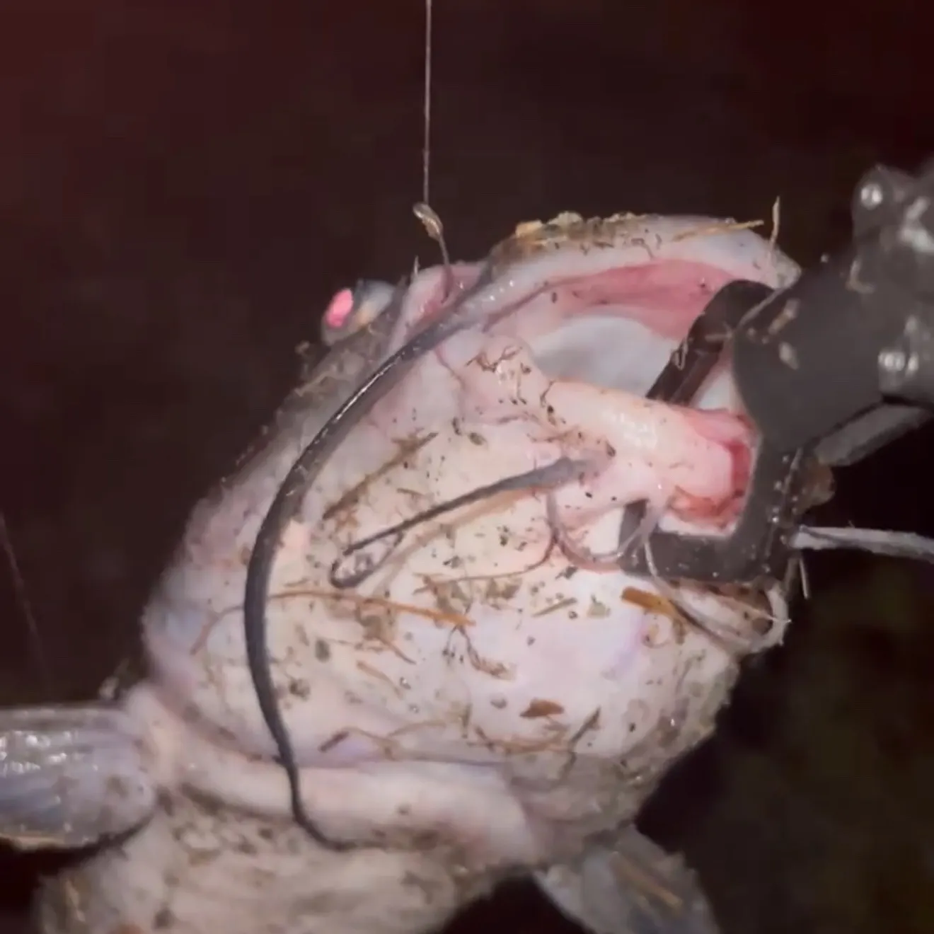 Channel catfish caught on Fishbrain