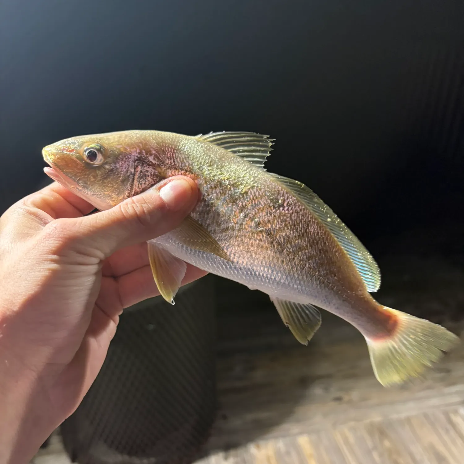 Atlantic croaker caught on Fishbrain