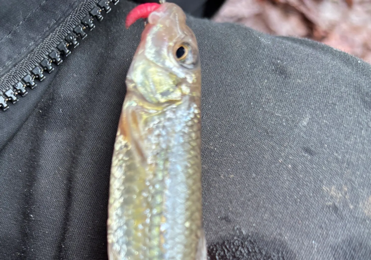 Gudgeon