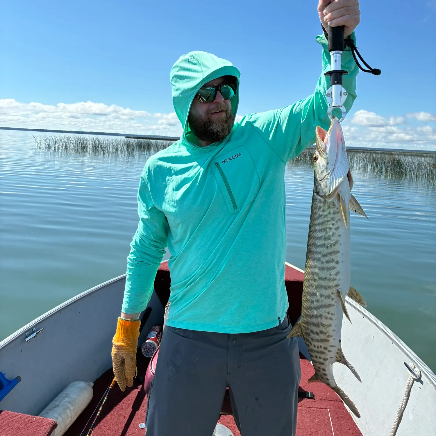 The most recent Muskellunge catches on Fishbrain