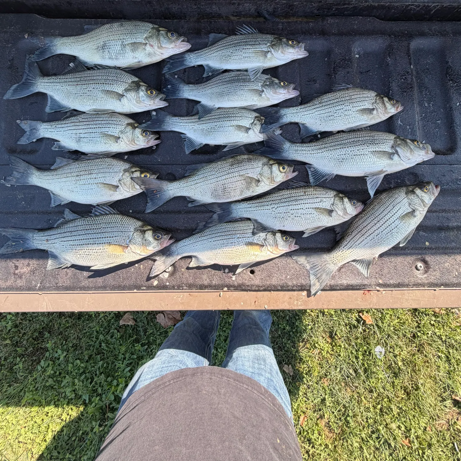 White bass caught on Fishbrain