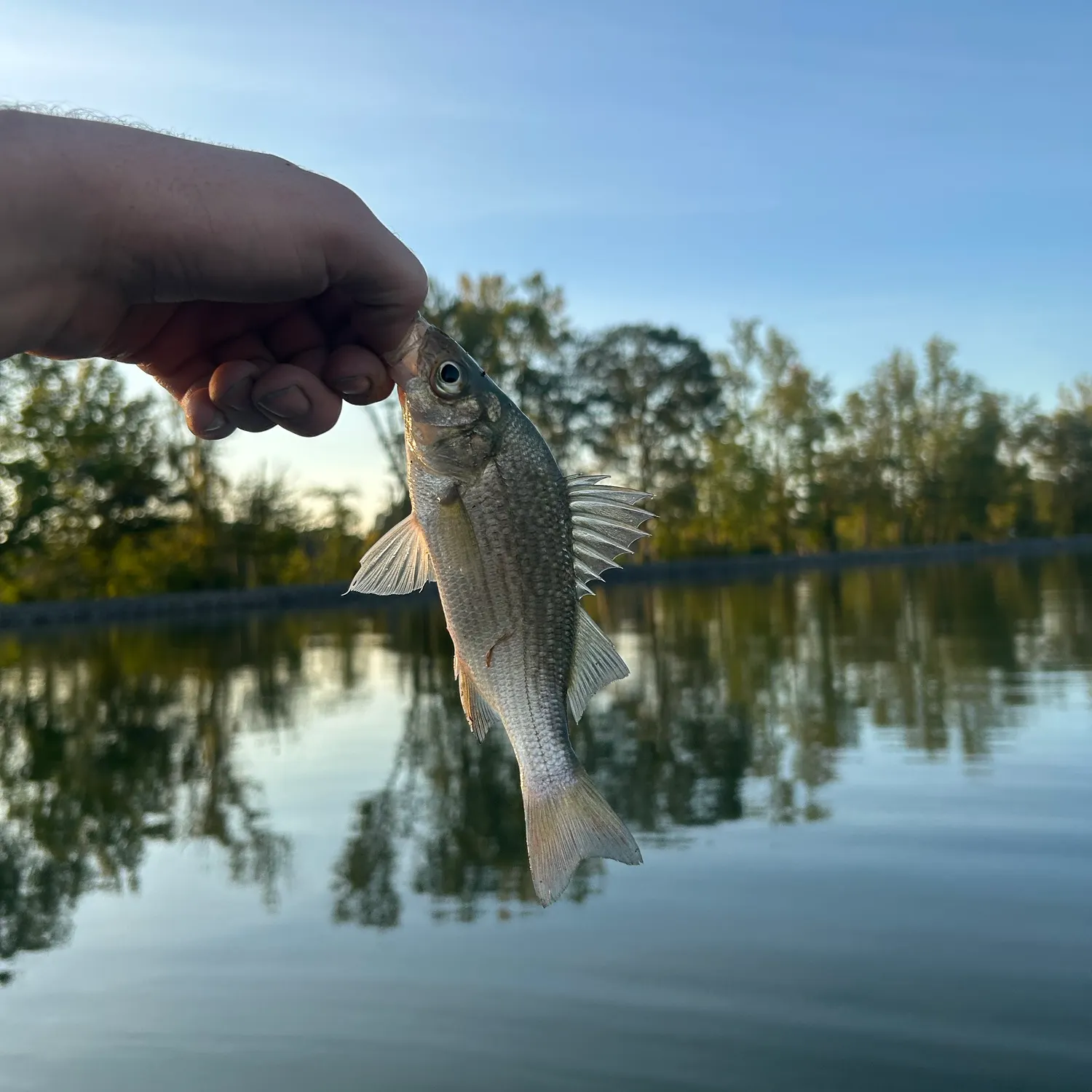 White perch caught on Fishbrain