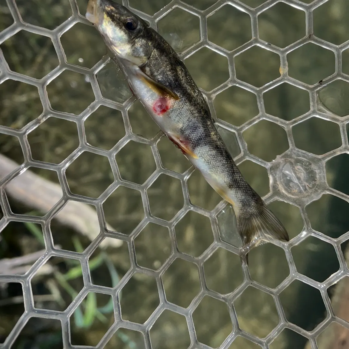 The most recent Mountain sucker catches on Fishbrain