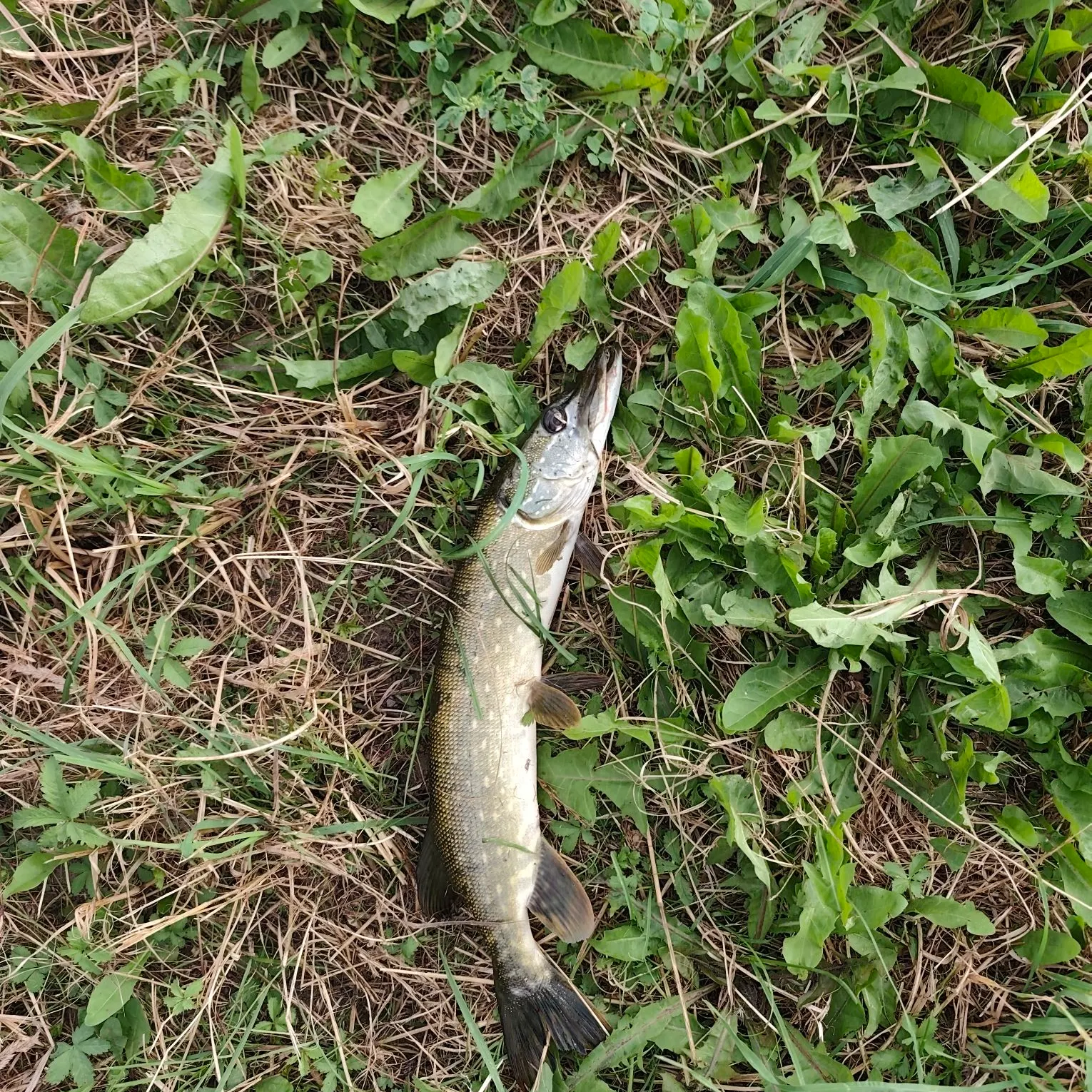 Northern pike caught on Fishbrain