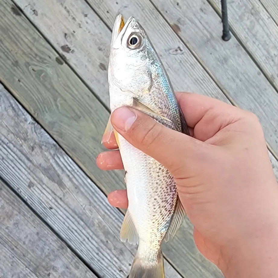 Gray weakfish caught on Fishbrain