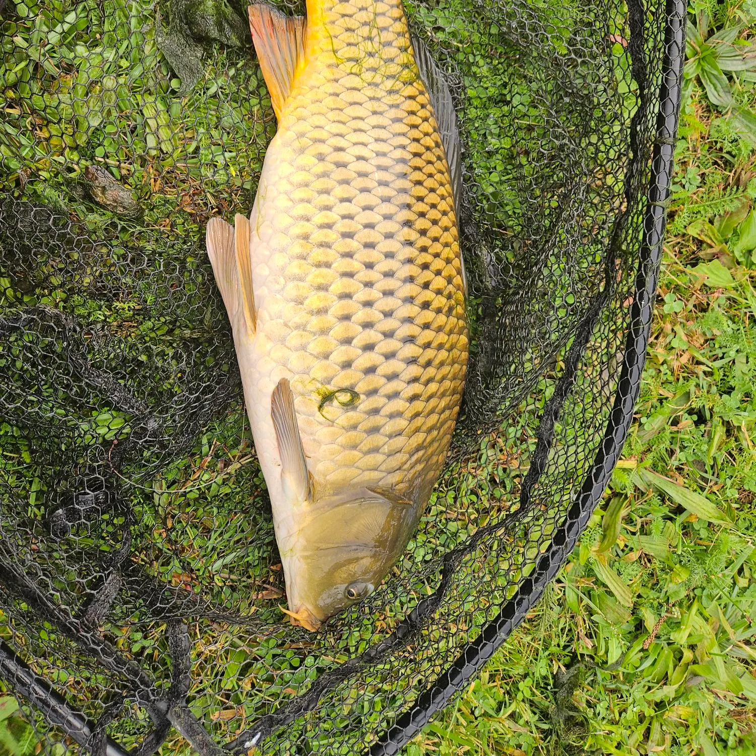 Common carp caught on Fishbrain