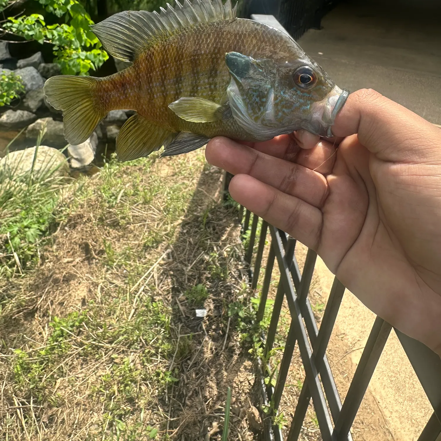 The most recent Longear x green sunfish catches on Fishbrain