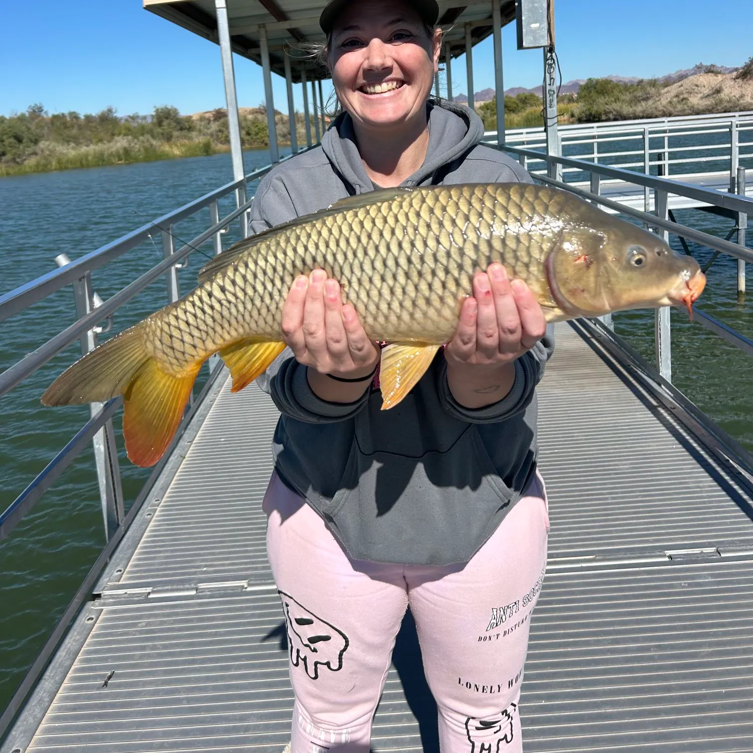 Common carp caught on Fishbrain