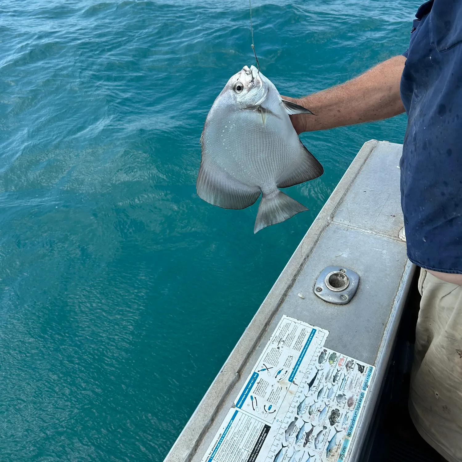 The most recent Humpback batfish catches on Fishbrain