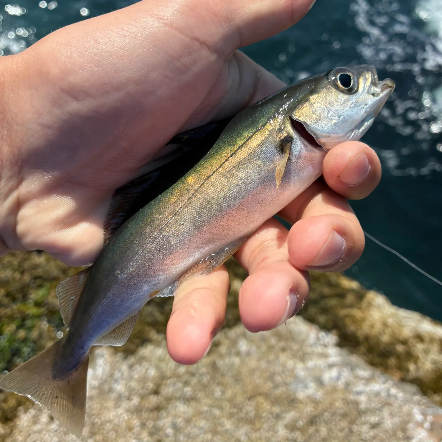 The most recent Atlantic pollock catches on Fishbrain