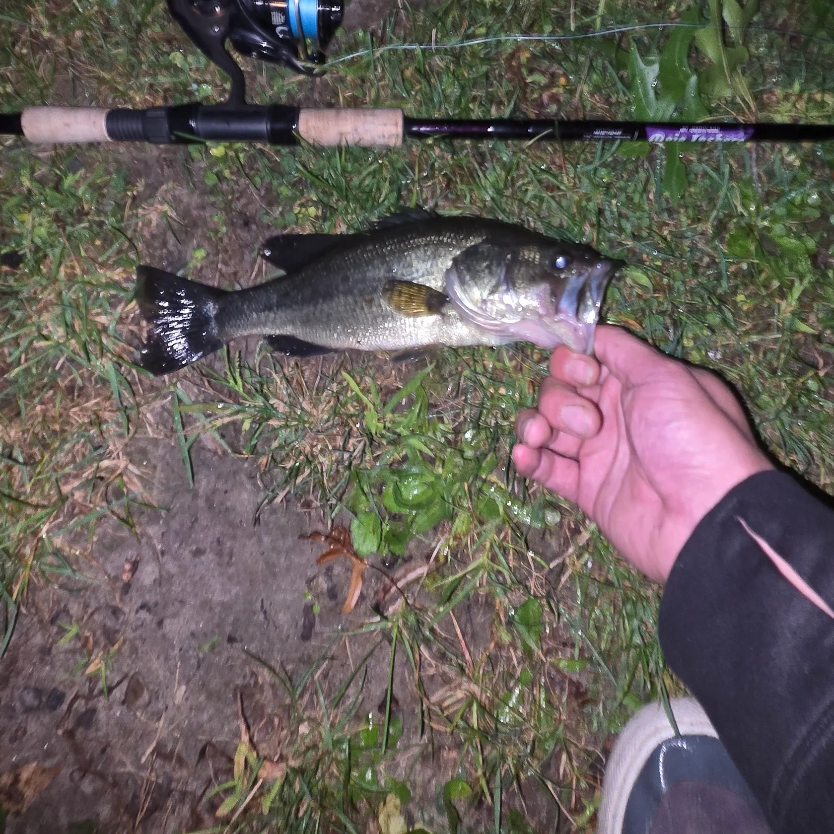 Largemouth bass caught on Fishbrain