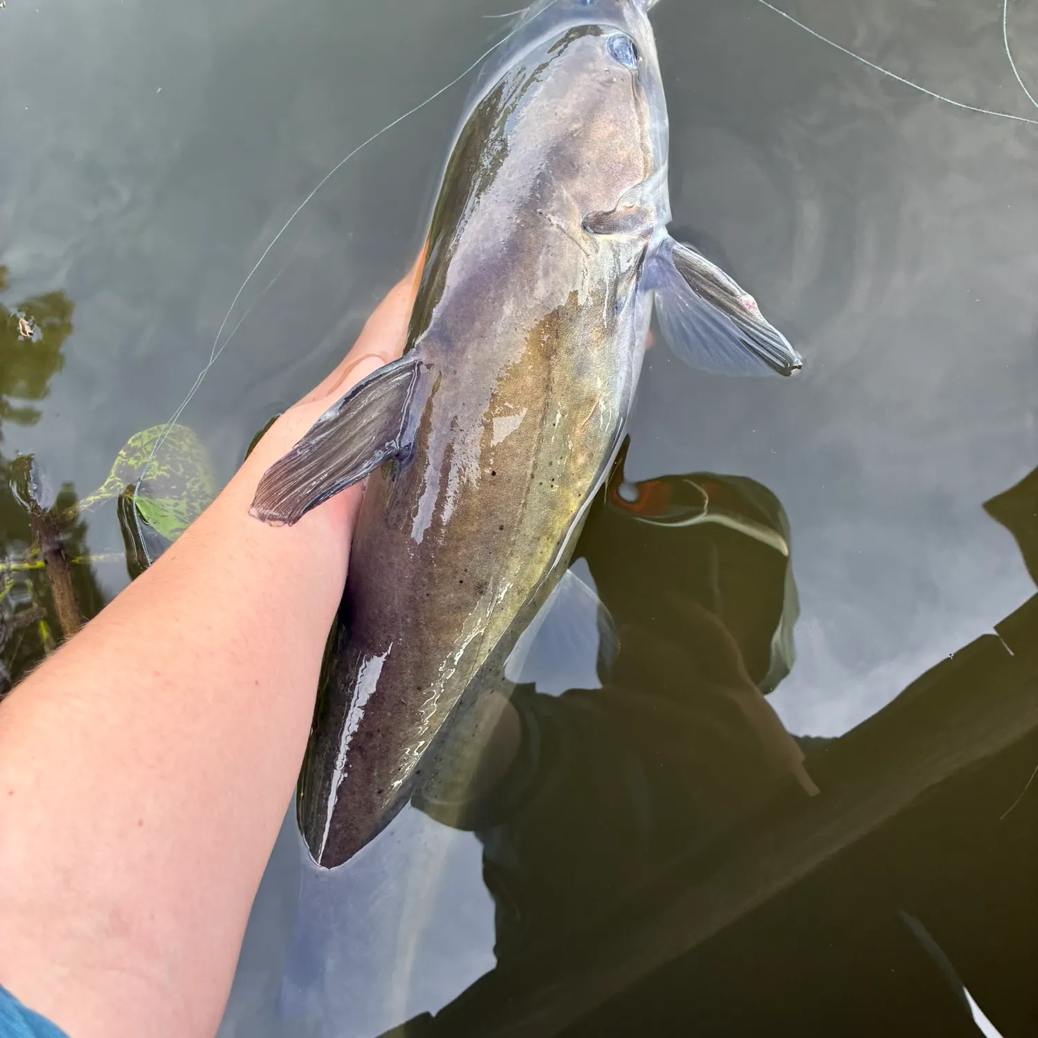 Channel catfish caught on Fishbrain
